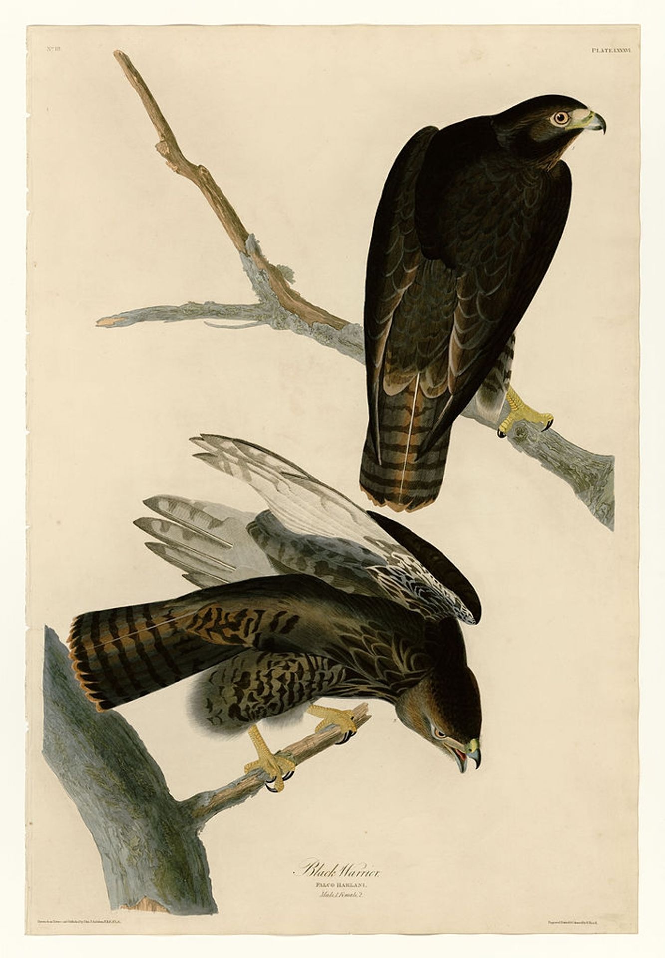Plate 86 Black Warrior by John James Audubon