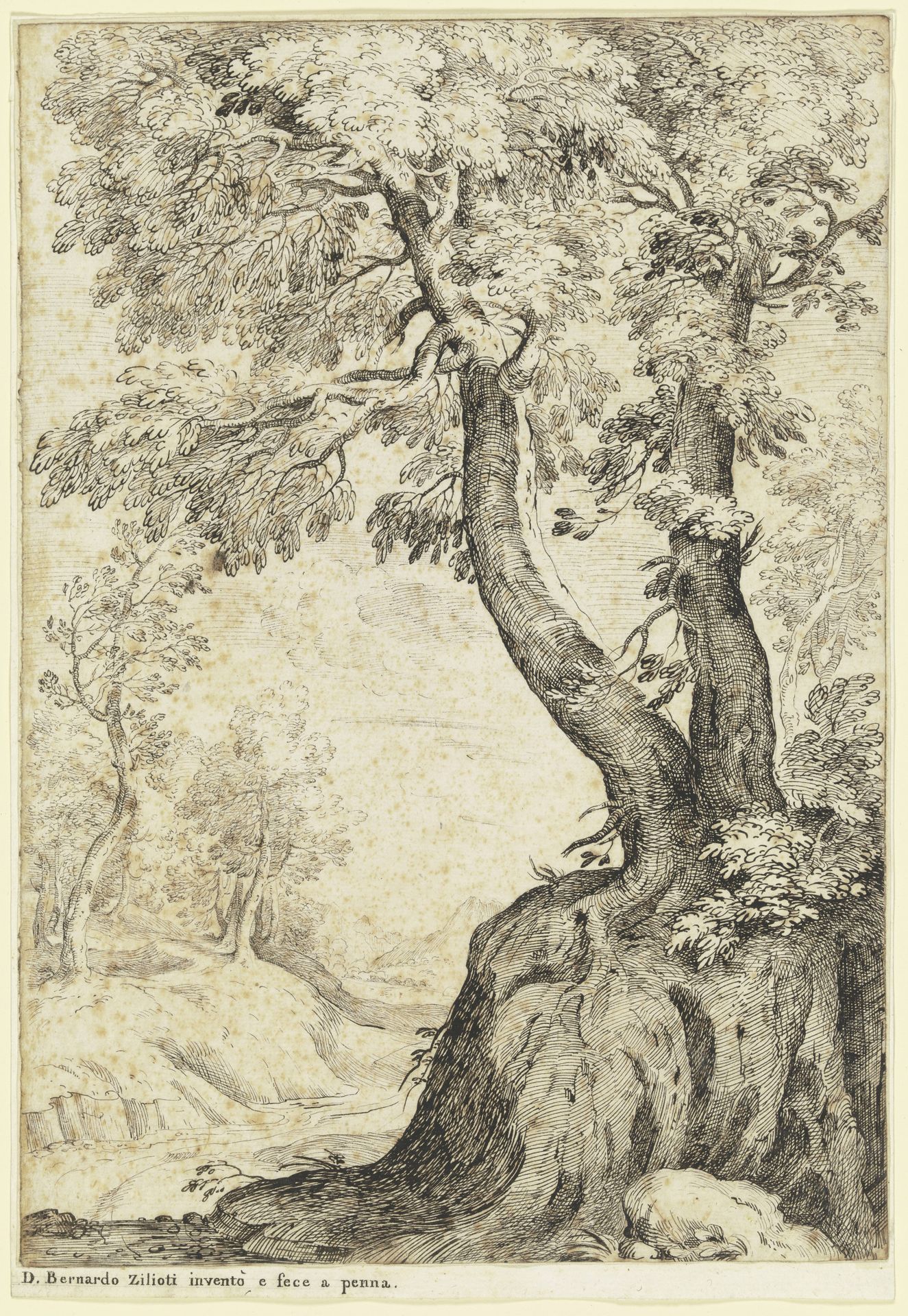Tree section by Bernardo Zilotti