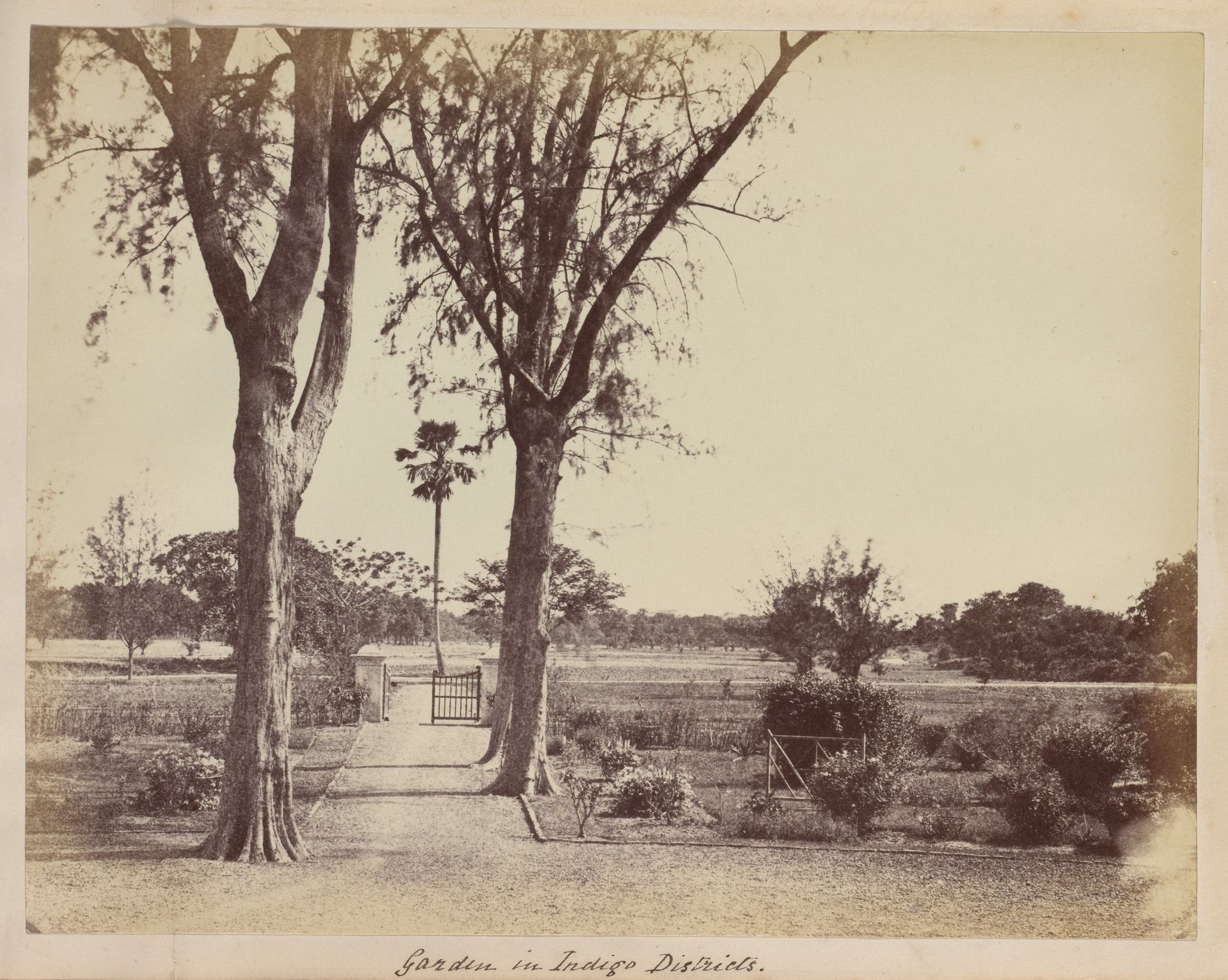 Garden in Indigo Districts by Captain R. B. Hill