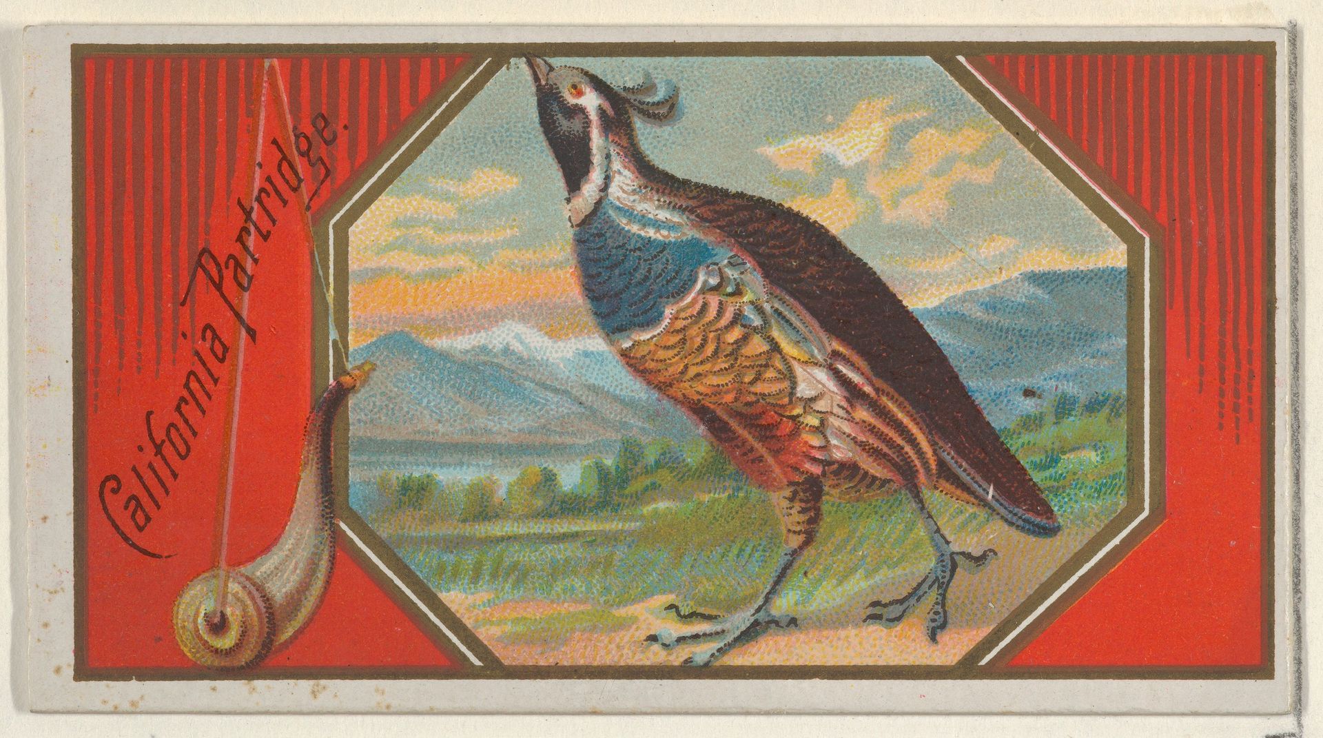 California Partridge, from the Game Birds series (N13) for Allen & Ginter Cigarettes Brands by Allen & Ginter