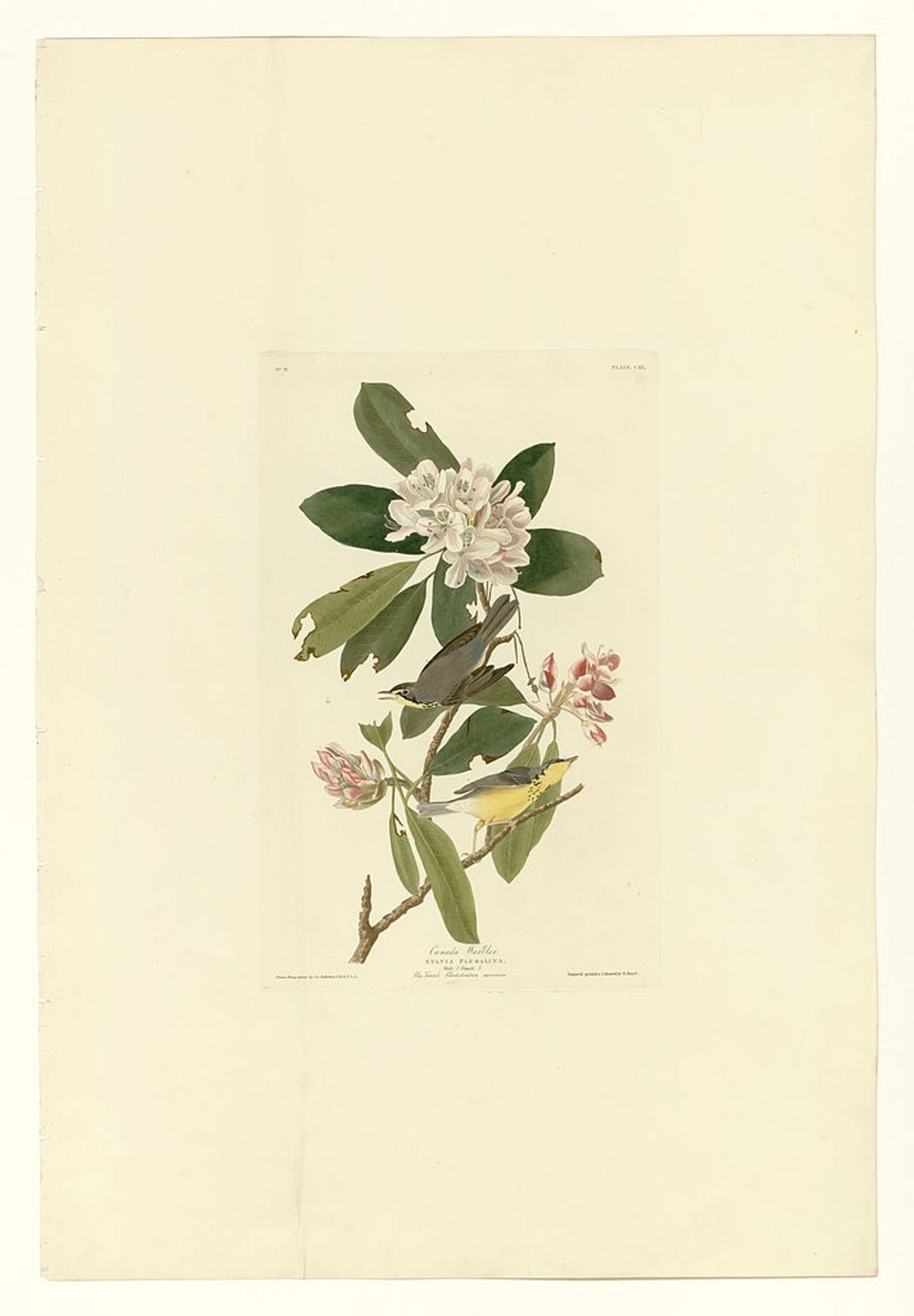 Plate 103 Canada Warbler by John James Audubon