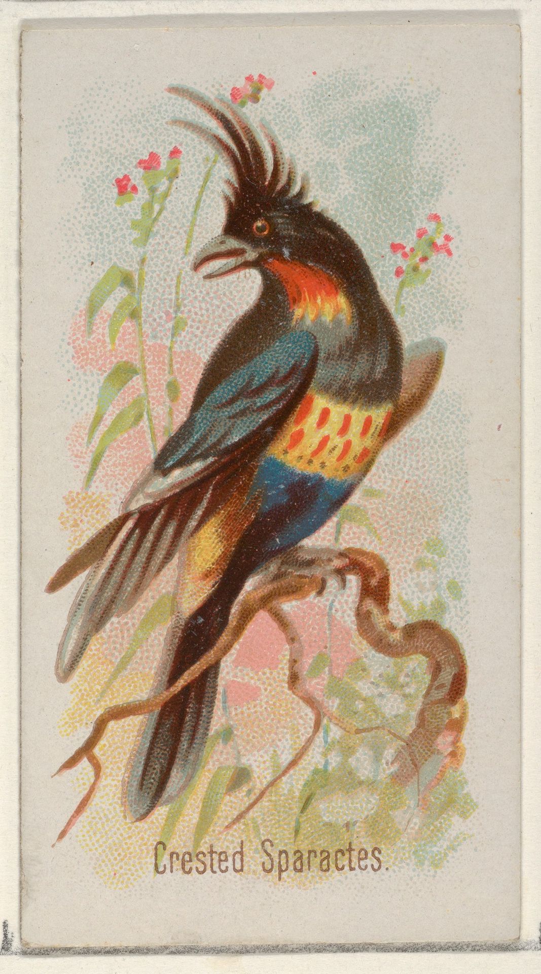 Crested Sparactes, from the Song Birds of the World series (N23) for Allen & Ginter Cigarettes by Allen & Ginter