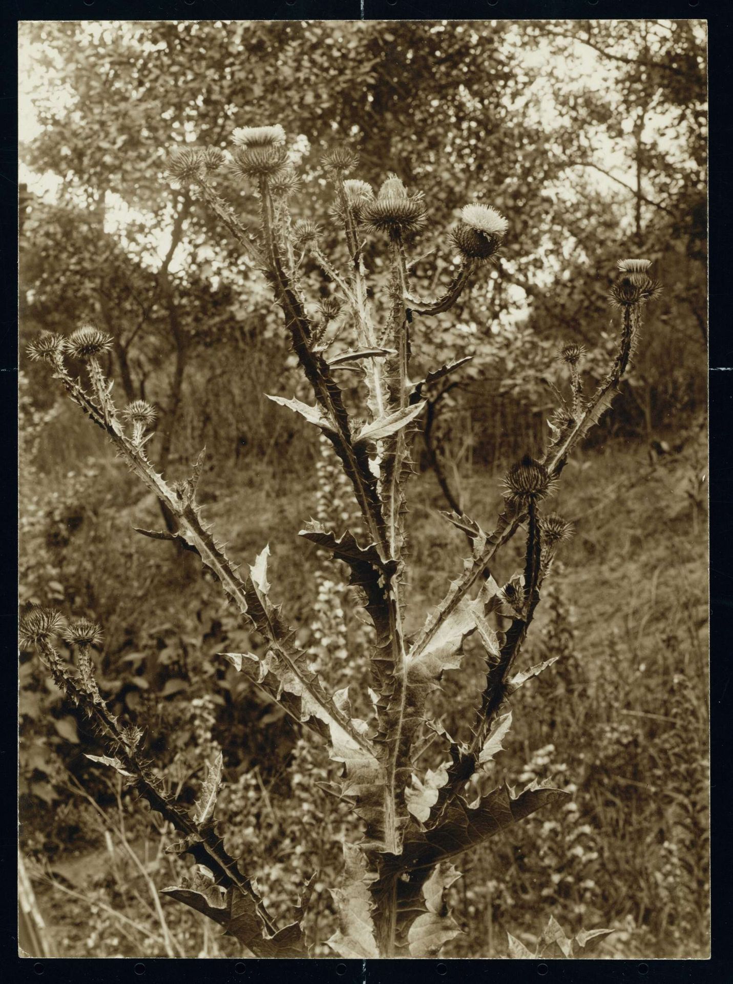Akkervederdistel by Richard Tepe