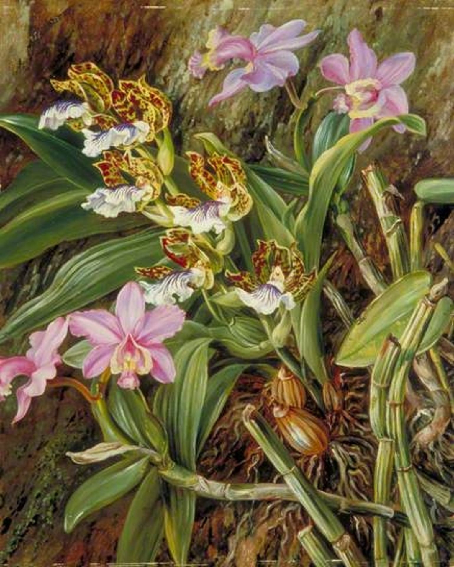 Brazilian Orchids by Marianne North