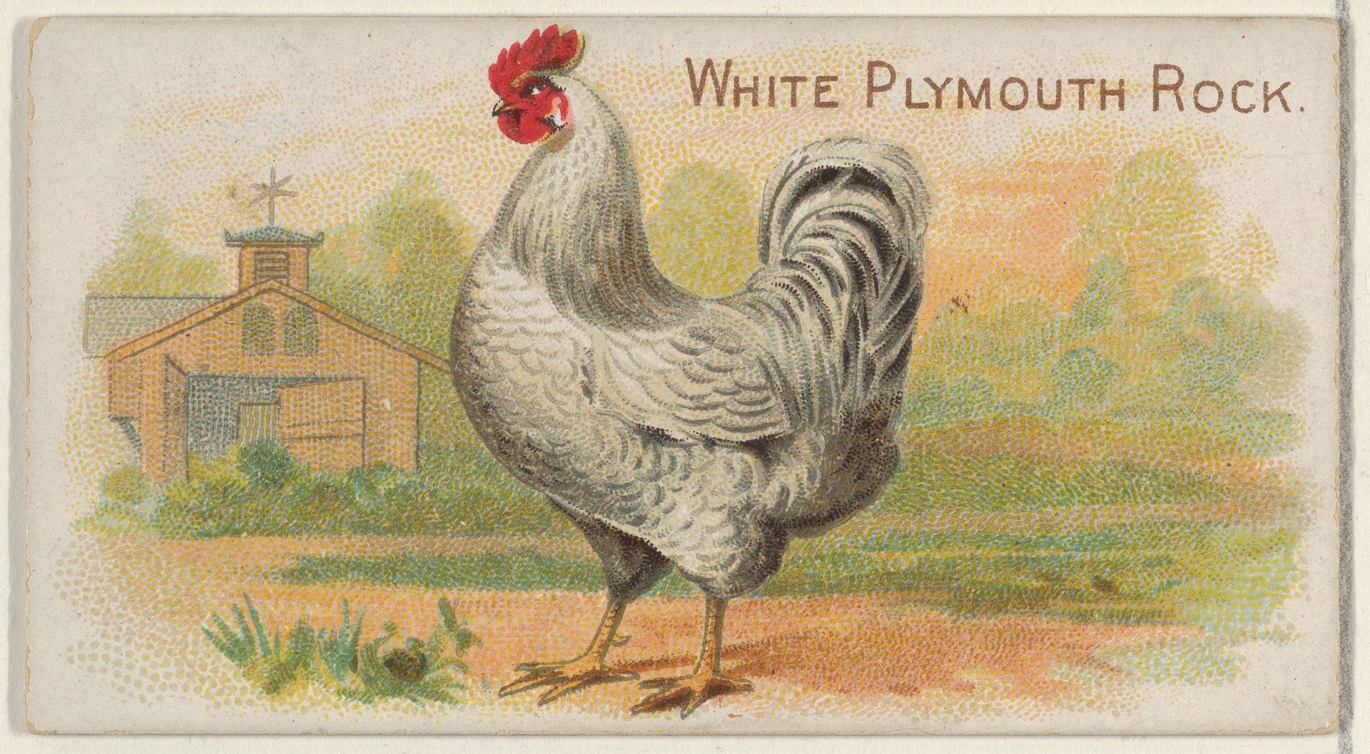 White Plymouth Rock, from the Prize and Game Chickens series (N20) for Allen & Ginter Cigarettes by Allen & Ginter