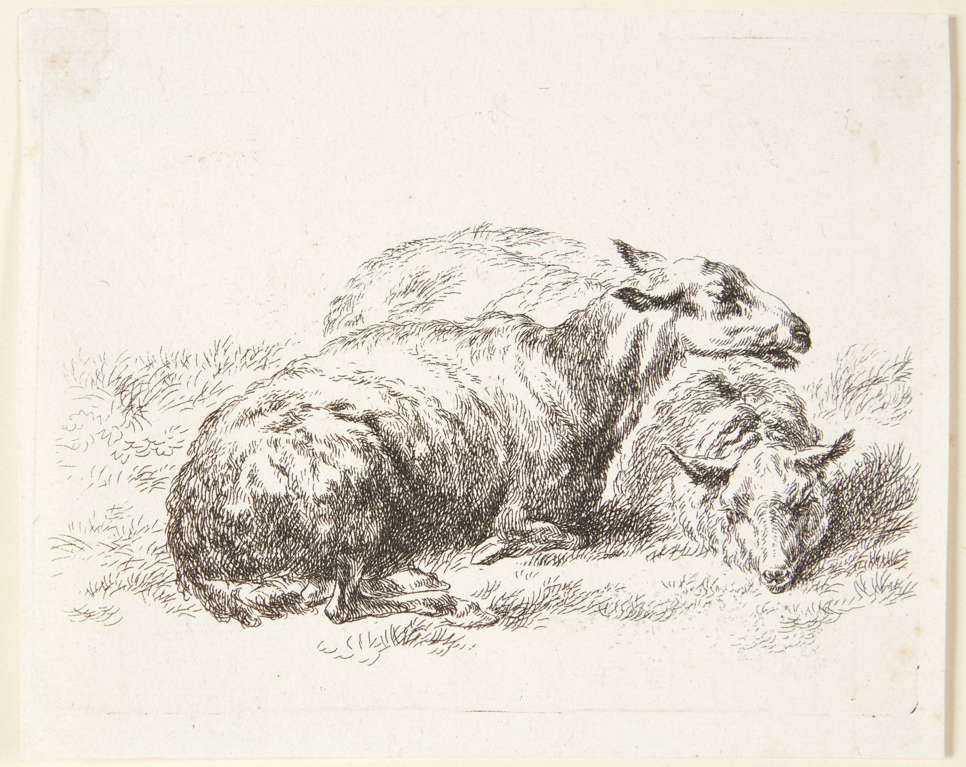 To liggende får by Nicolaes Berchem