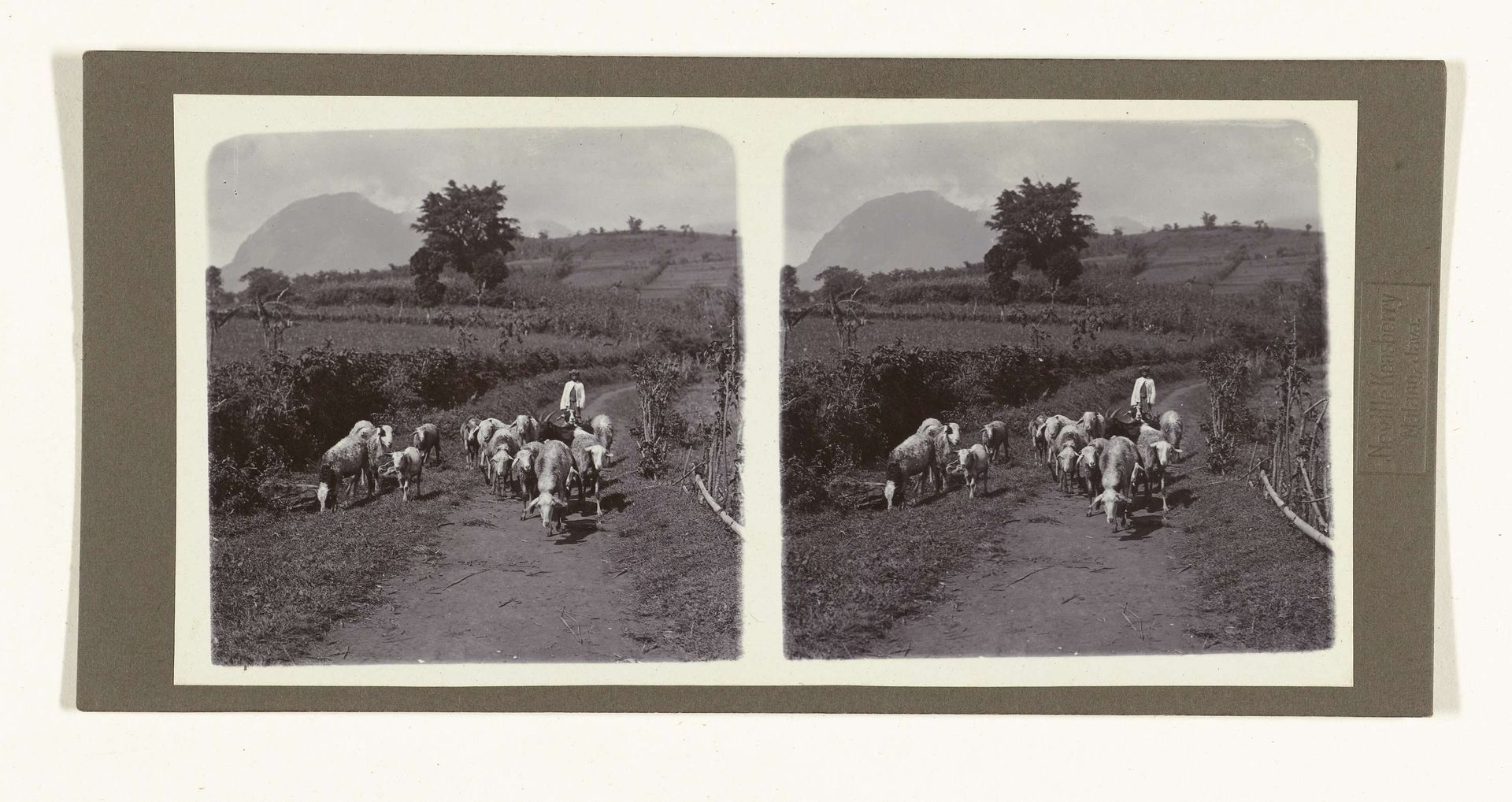 Schapenhoeder met een kudde schapen bij de Gunung Kawi by Neville Keasberry