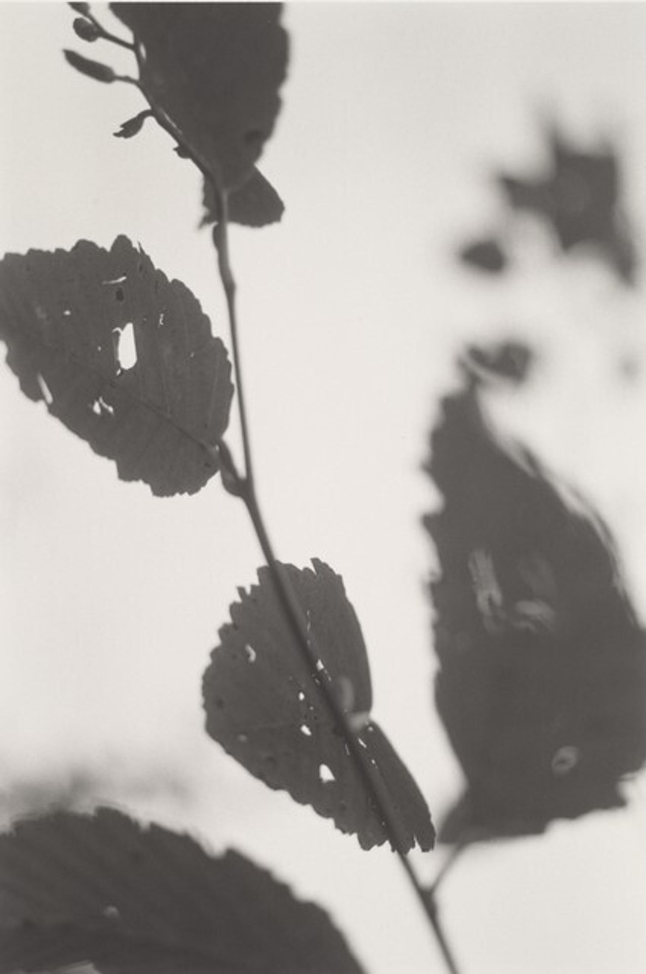 Neahkahnie Mountain, Oregon by Robert Adams