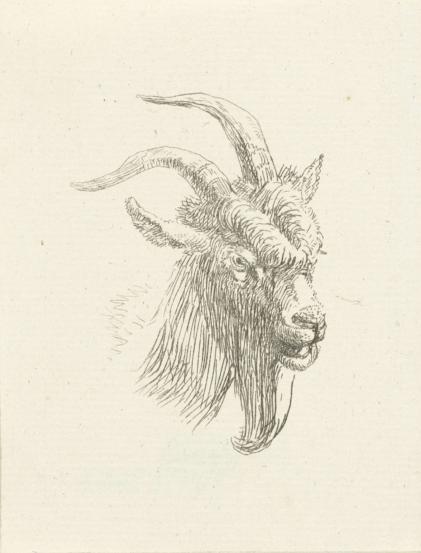 Kop van bok by Jan Dasveldt
