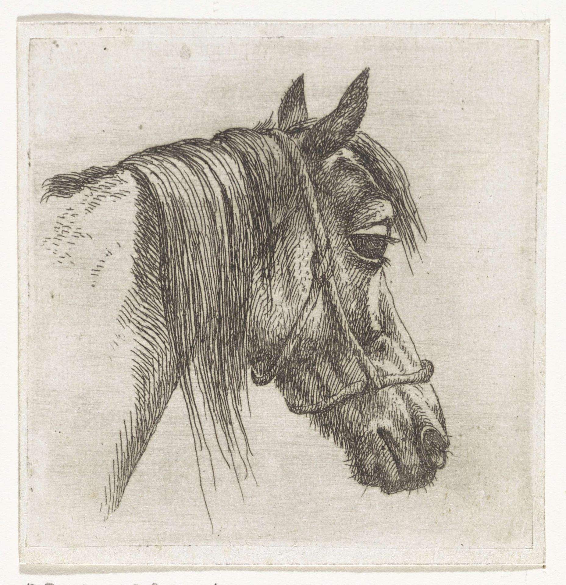Paardenhoofd met halster by Abraham Hendrik Winter