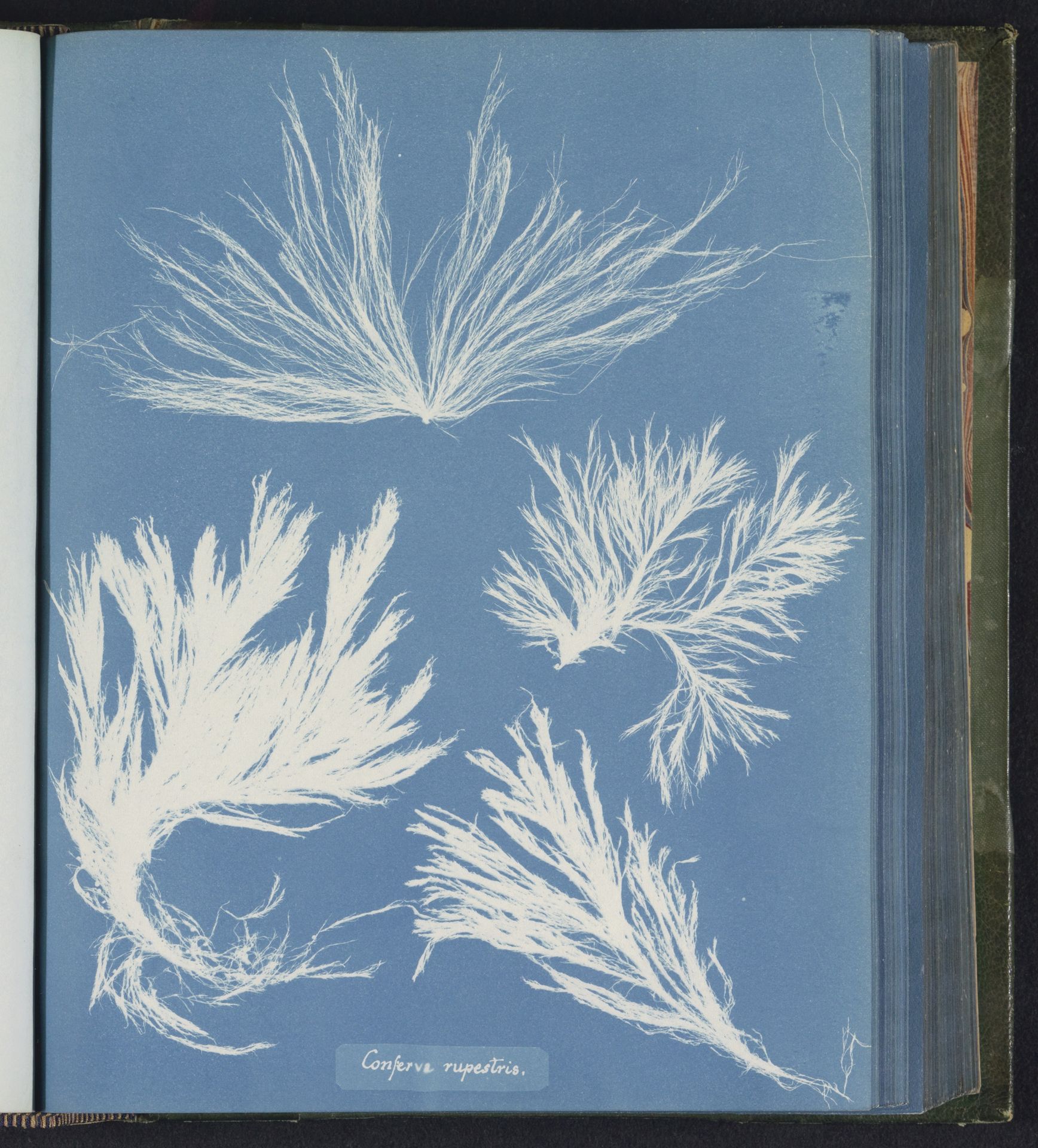Conferva rupestris by Anna Atkins
