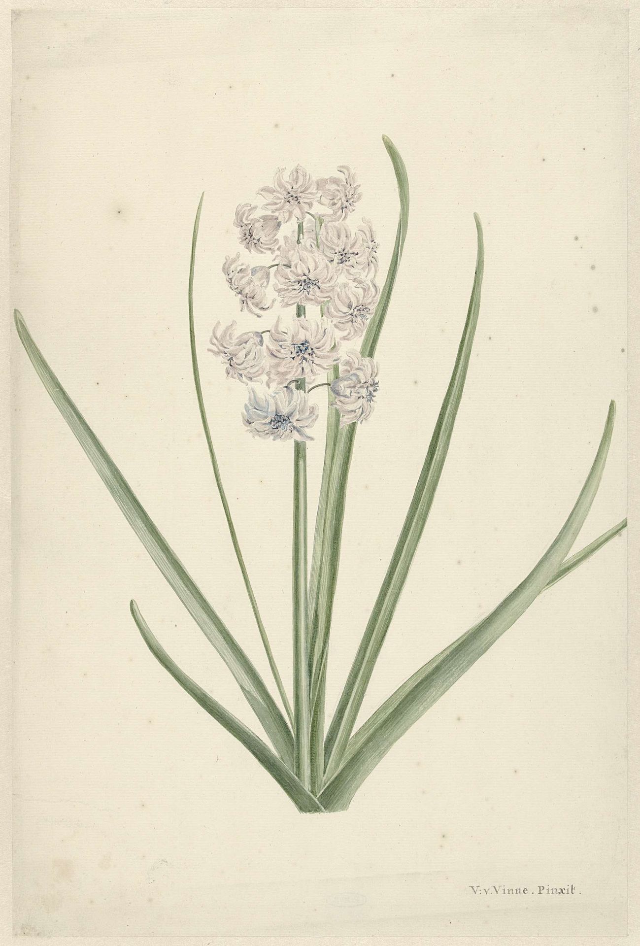 Wit-lichtblauwe hyacint by Vincent Jansz. van der Vinne