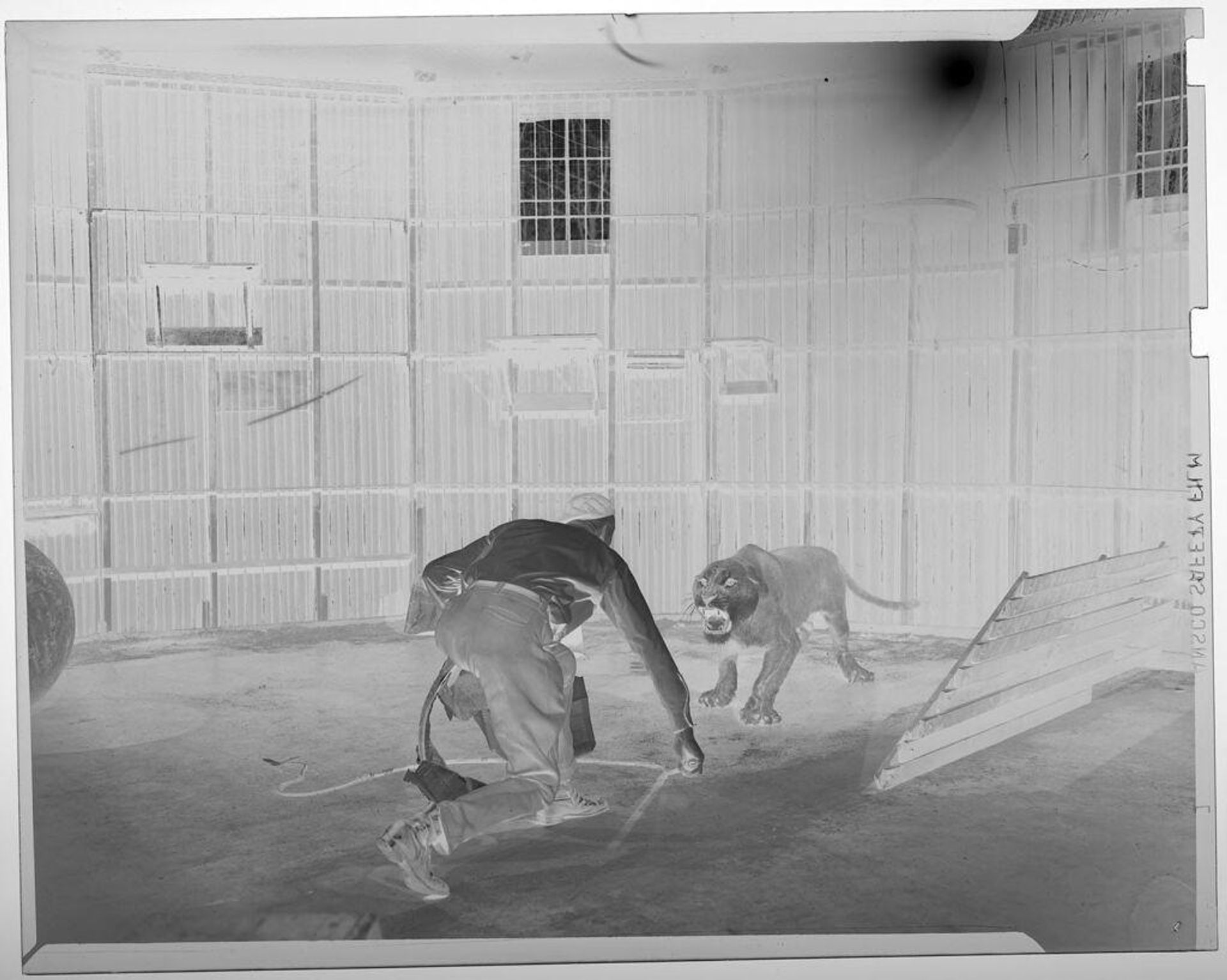 Untitled (lion and trainer facing off inside large cage) by Jack Gould