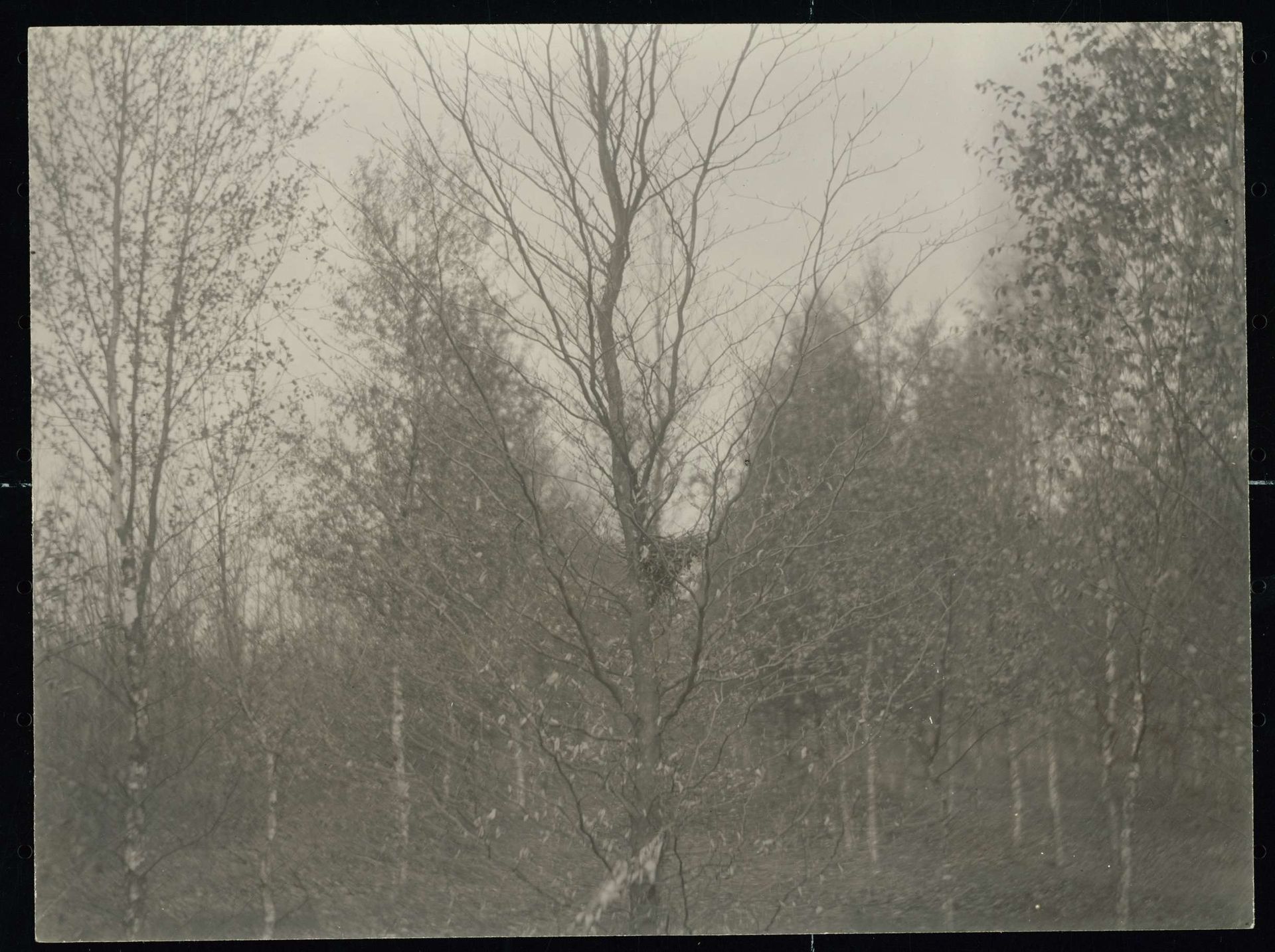Gezicht op een jong berkenbos by Richard Tepe