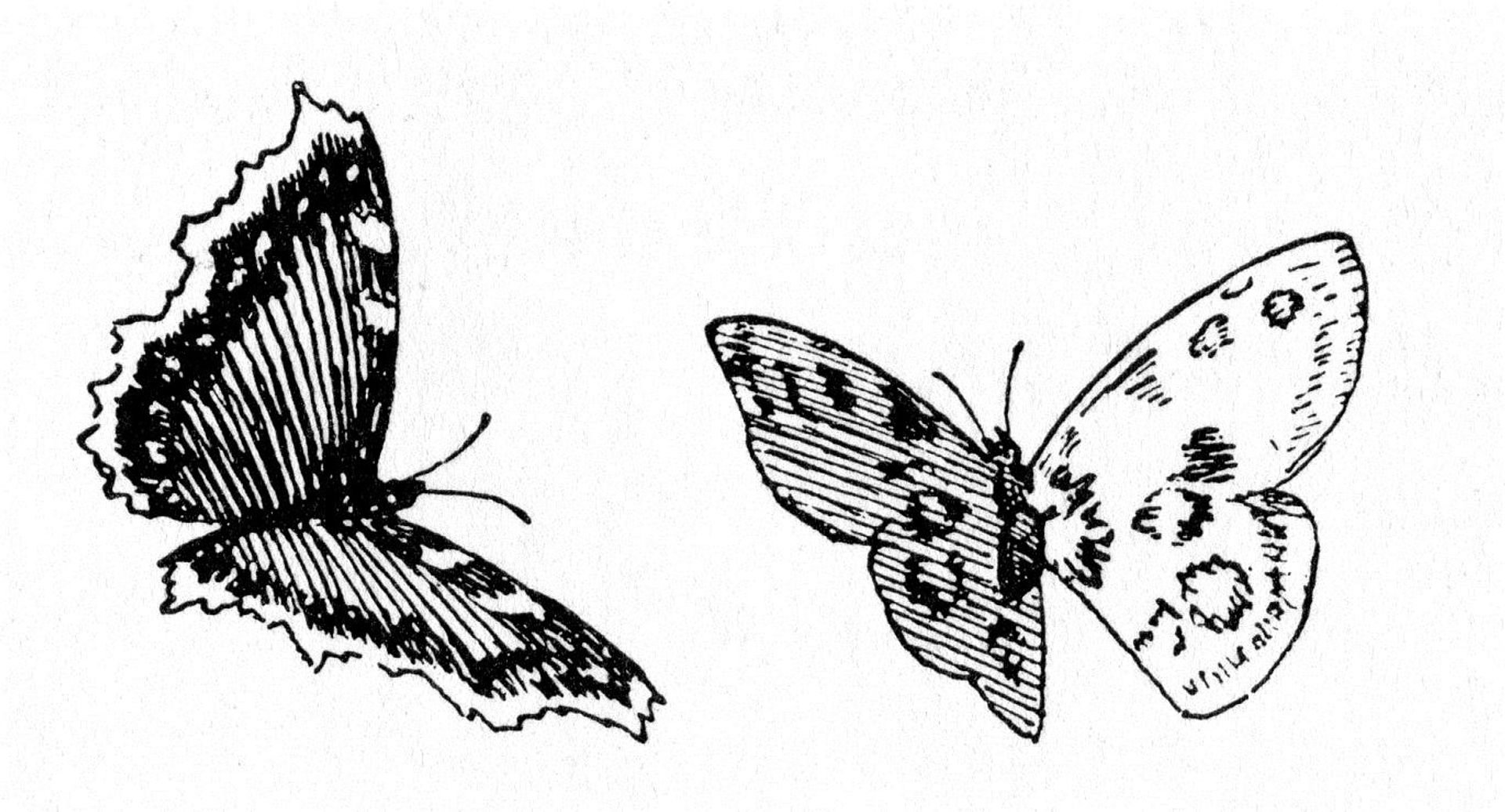 Sommerfugler by Theodor Severin Kittelsen