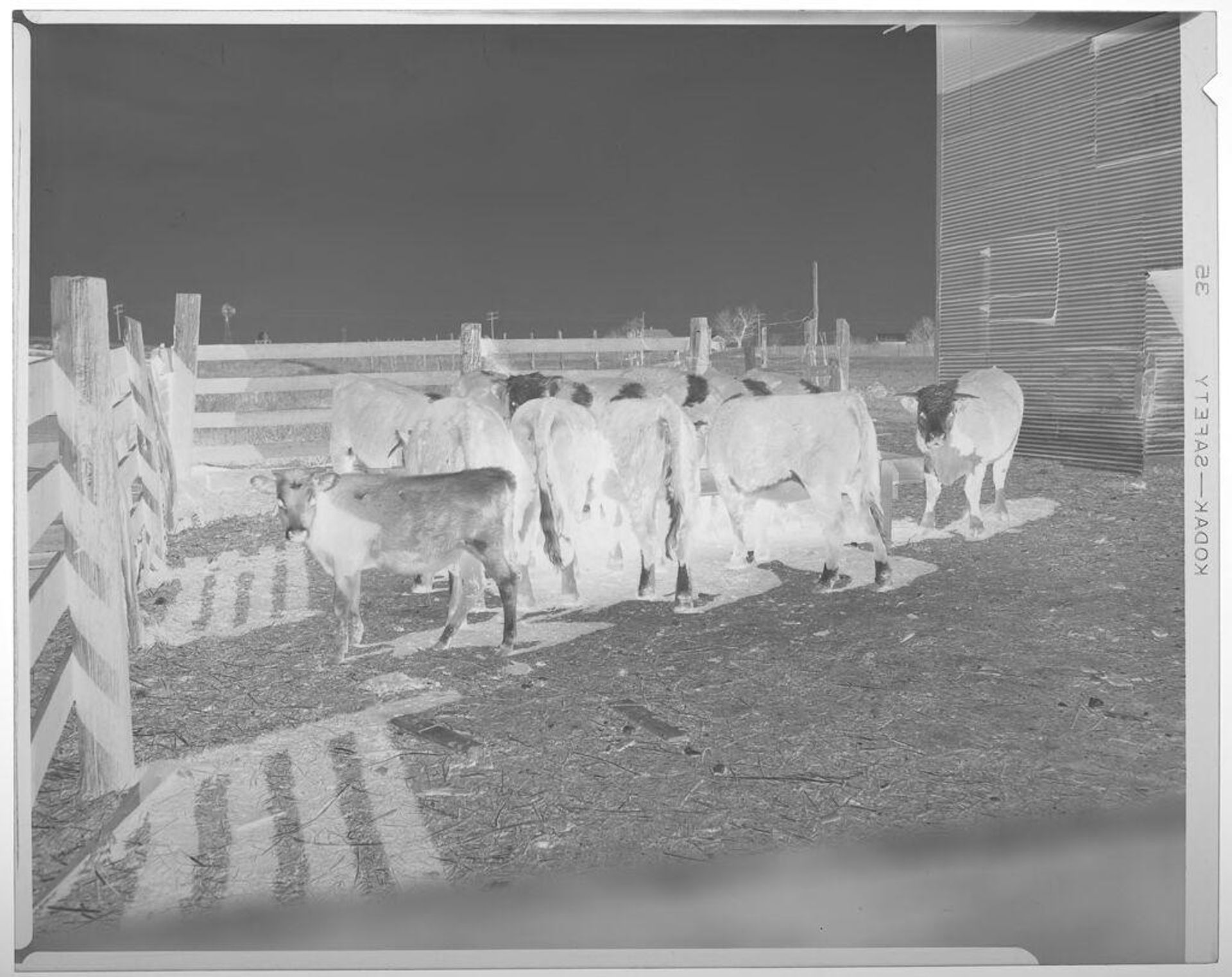 Untitled (calves at trough, two looking at camera) by Harry Annas