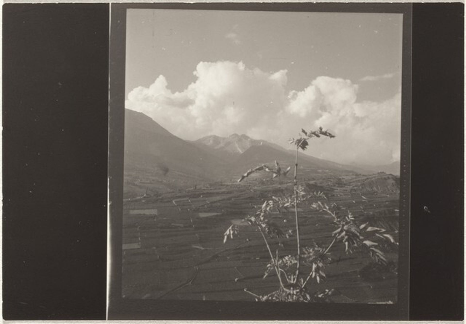 Tree against sky--Landscape by Robert Frank