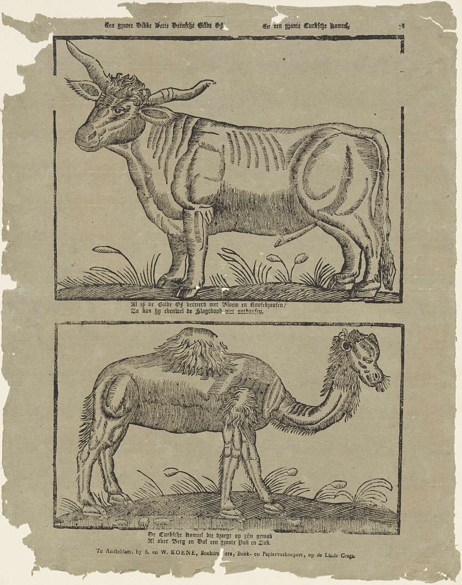 Een groote dikke vette Deensche gilde os, en een groote Turksche kameel by S. & W. Koene
