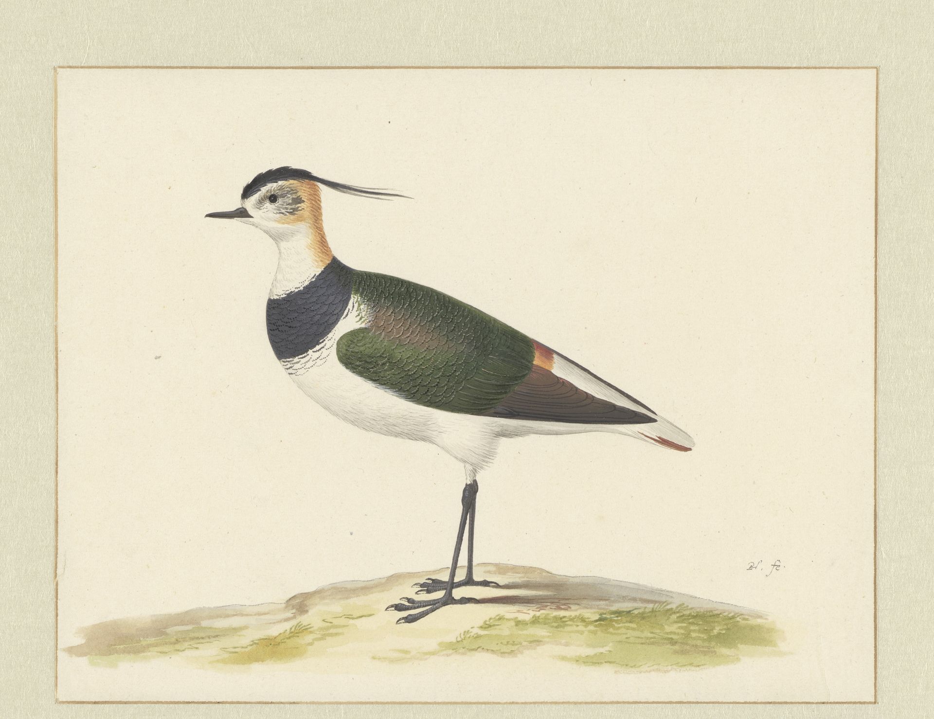 Kievit by Pieter (I) Holsteyn