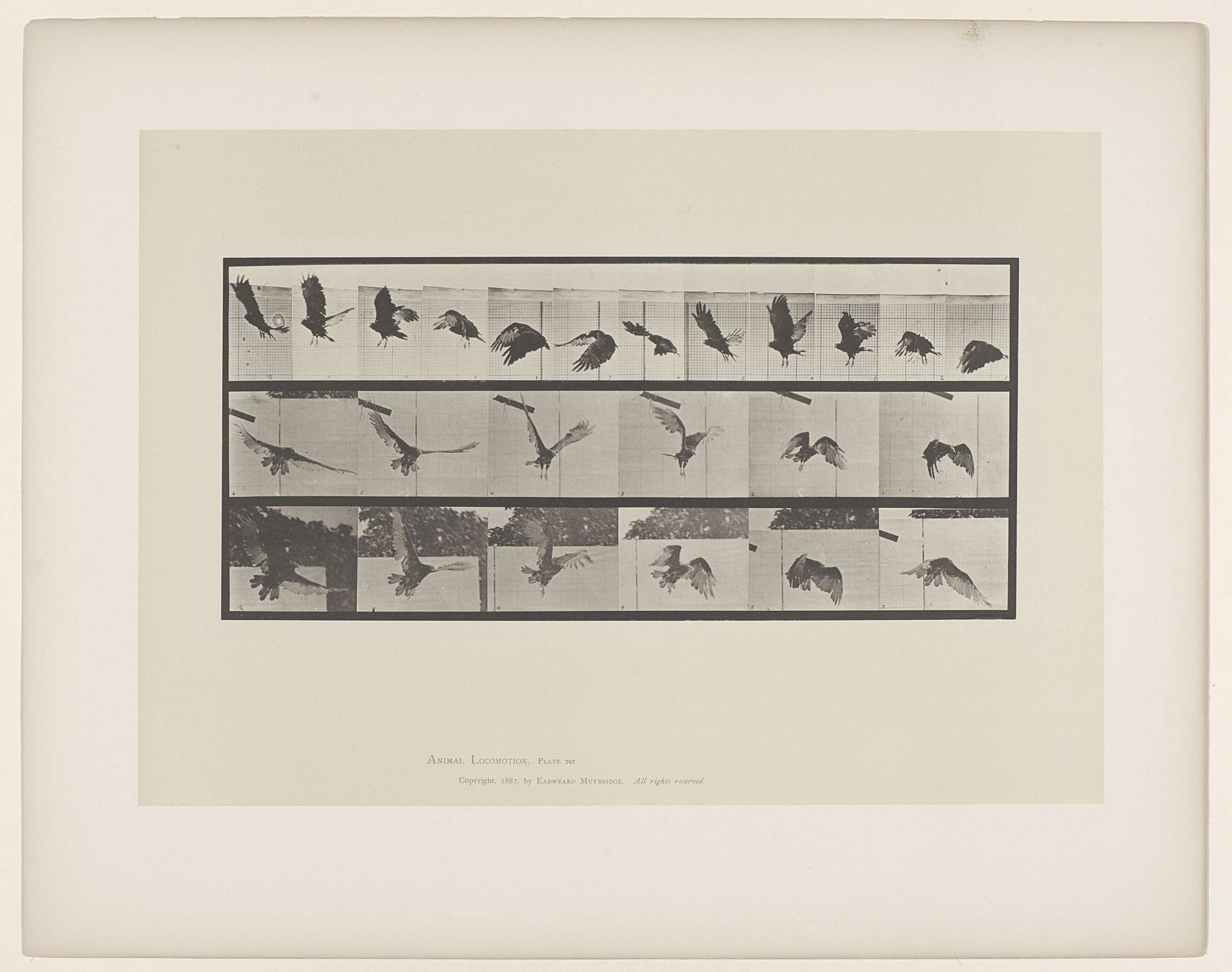 Vulture Flying by Eadweard Muybridge