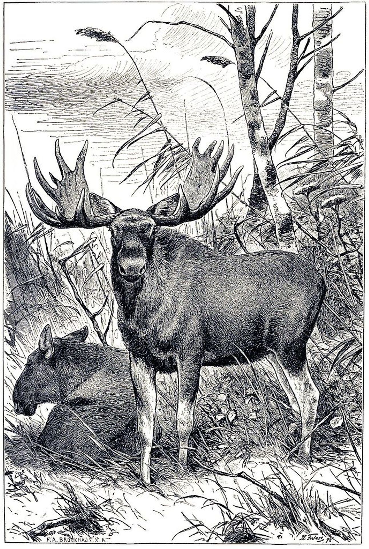 Alces alces by Richard Friese