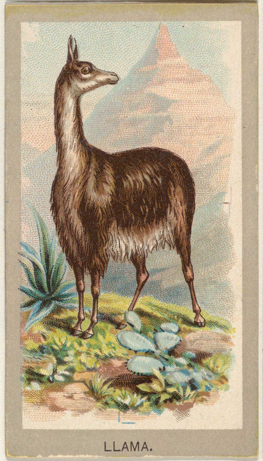 Llama, from the Animals of the World series (T180), issued by Abdul Cigarettes by Abdul Cigarettes