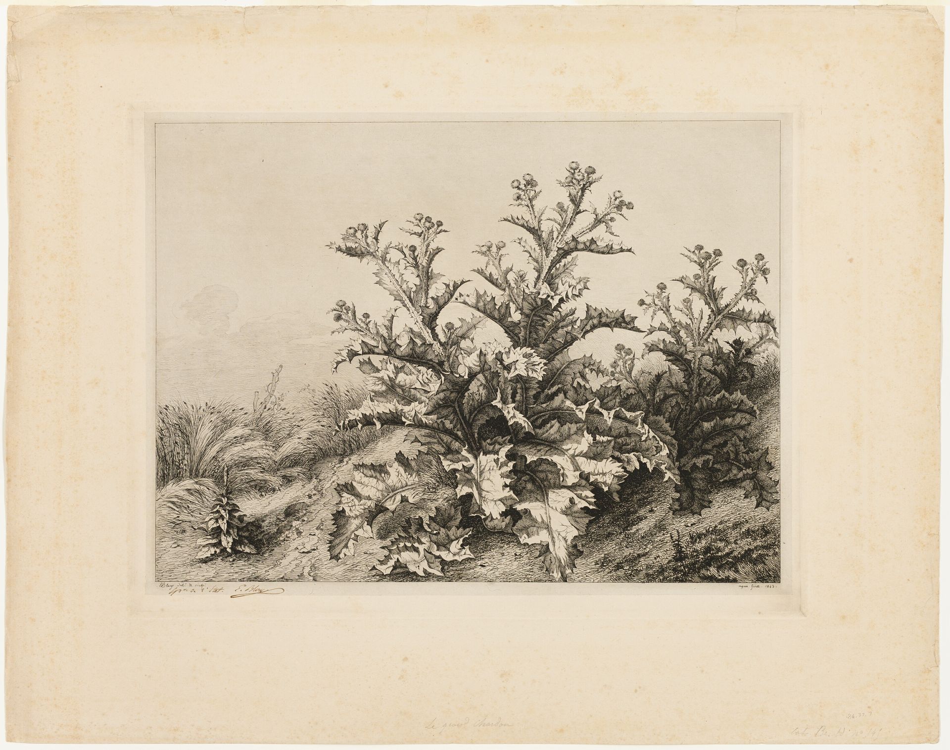 The Large Thistle, plate three from Les quatres grandes plantes by Eugène Blery