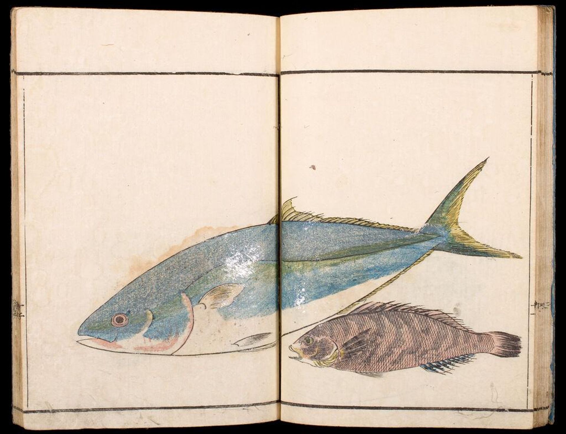 Illustrations of Marine Life (Gyokai ryakugashiki) by Kitao Masayoshi