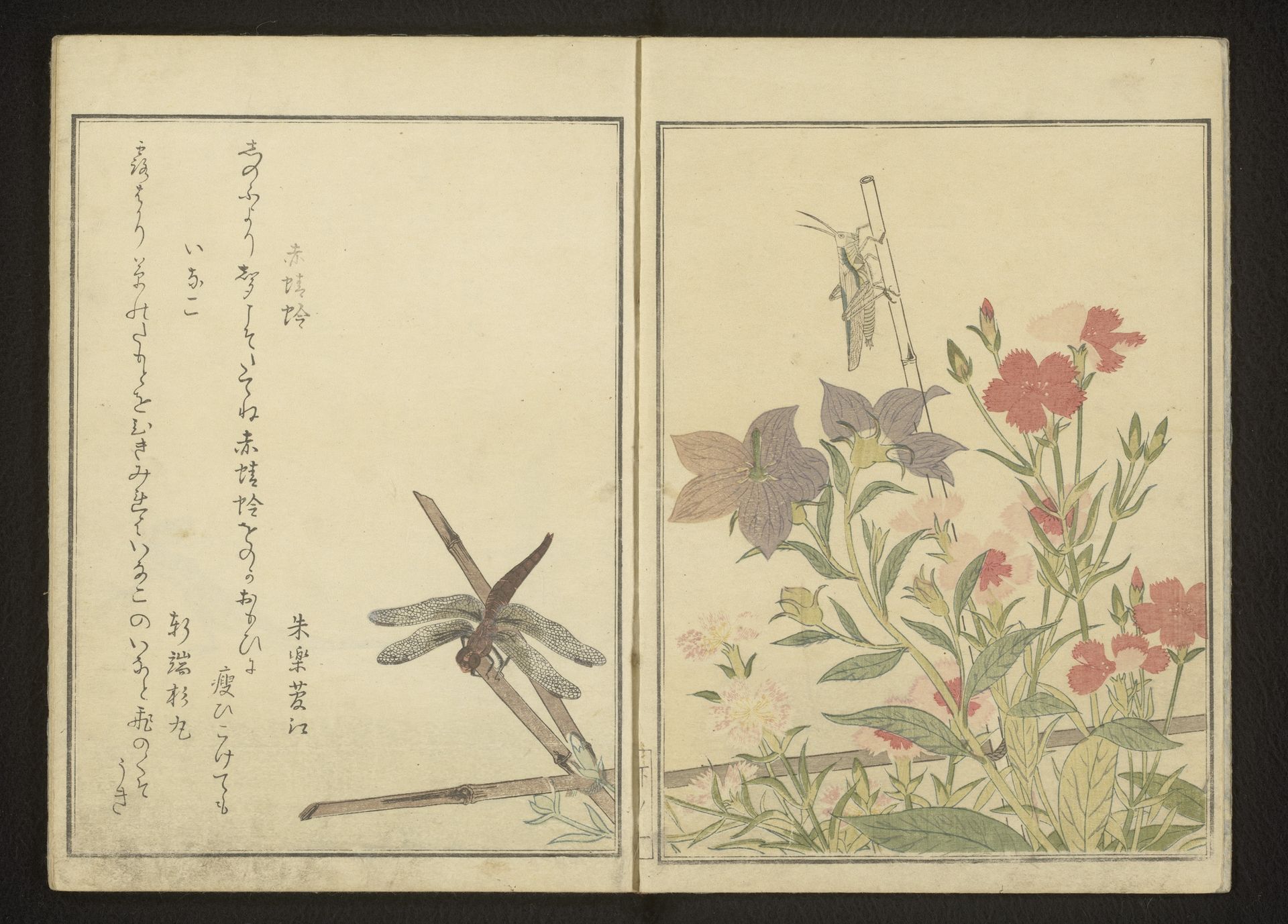 Red dragonfly and locust by pinks by Kitagawa Utamaro