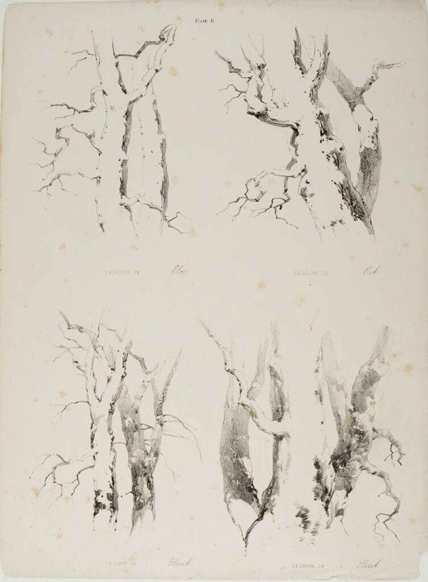 Lessons on Trees, plate 6 by James Duffield Harding