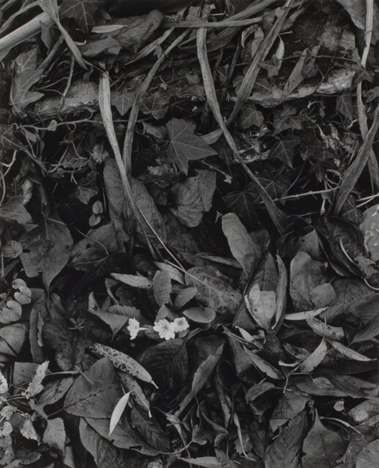 Orgeval by Paul Strand