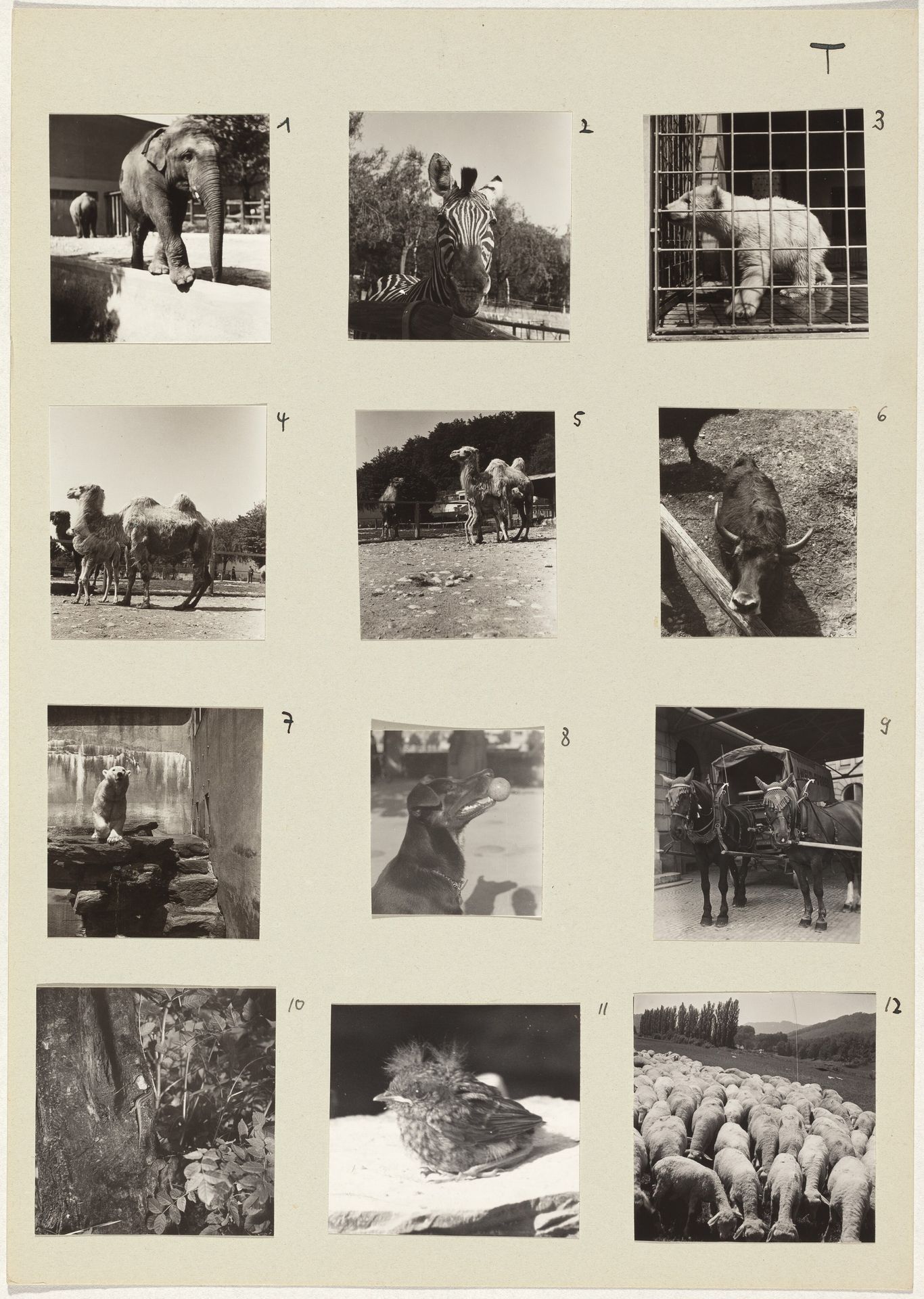 Die Tiere (Animals) 1-12 by Robert Frank