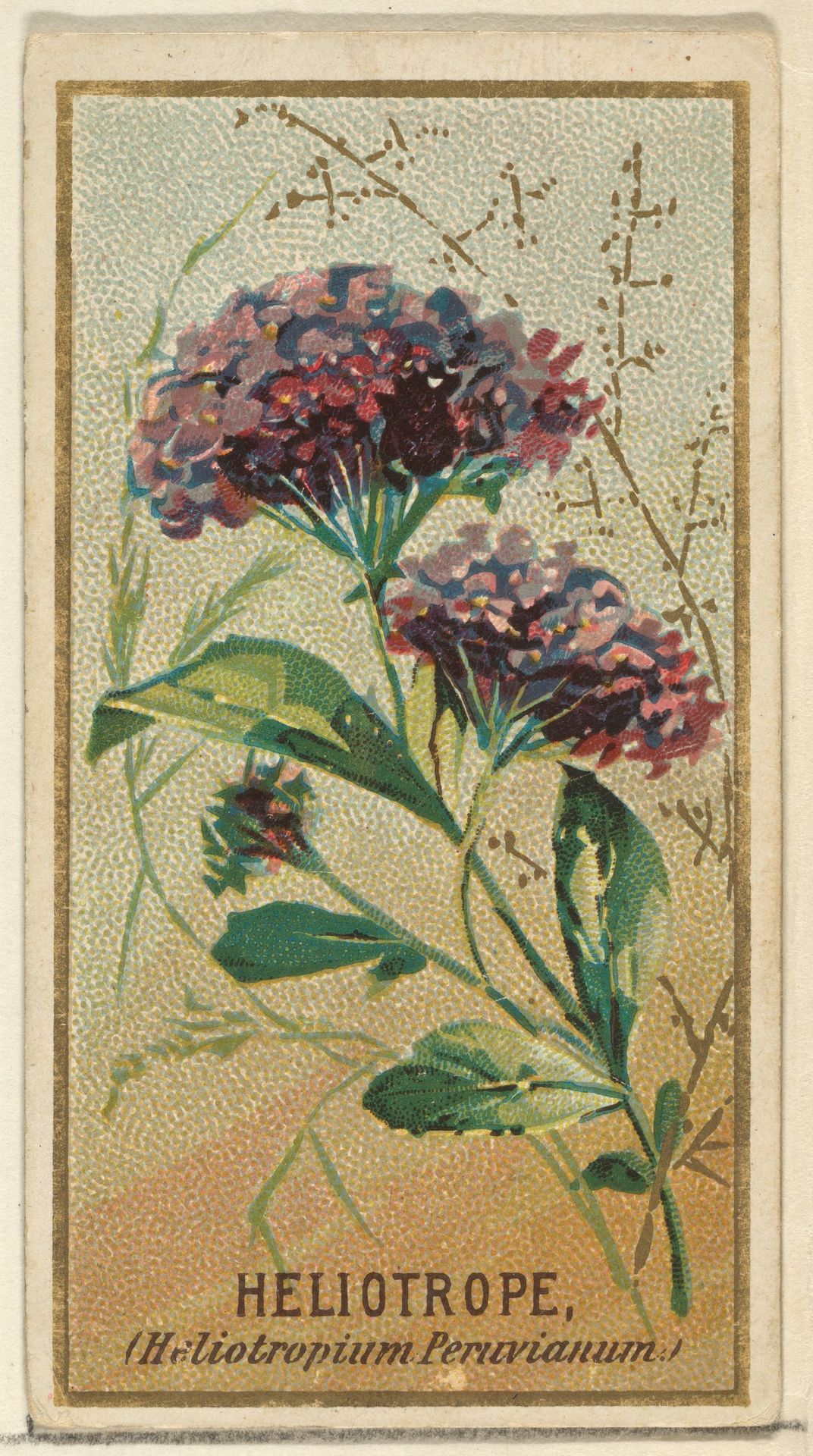 Heliotrope (Heliotropium Peruvianum), from the Flowers series for Old Judge Cigarettes by Goodwin & Company