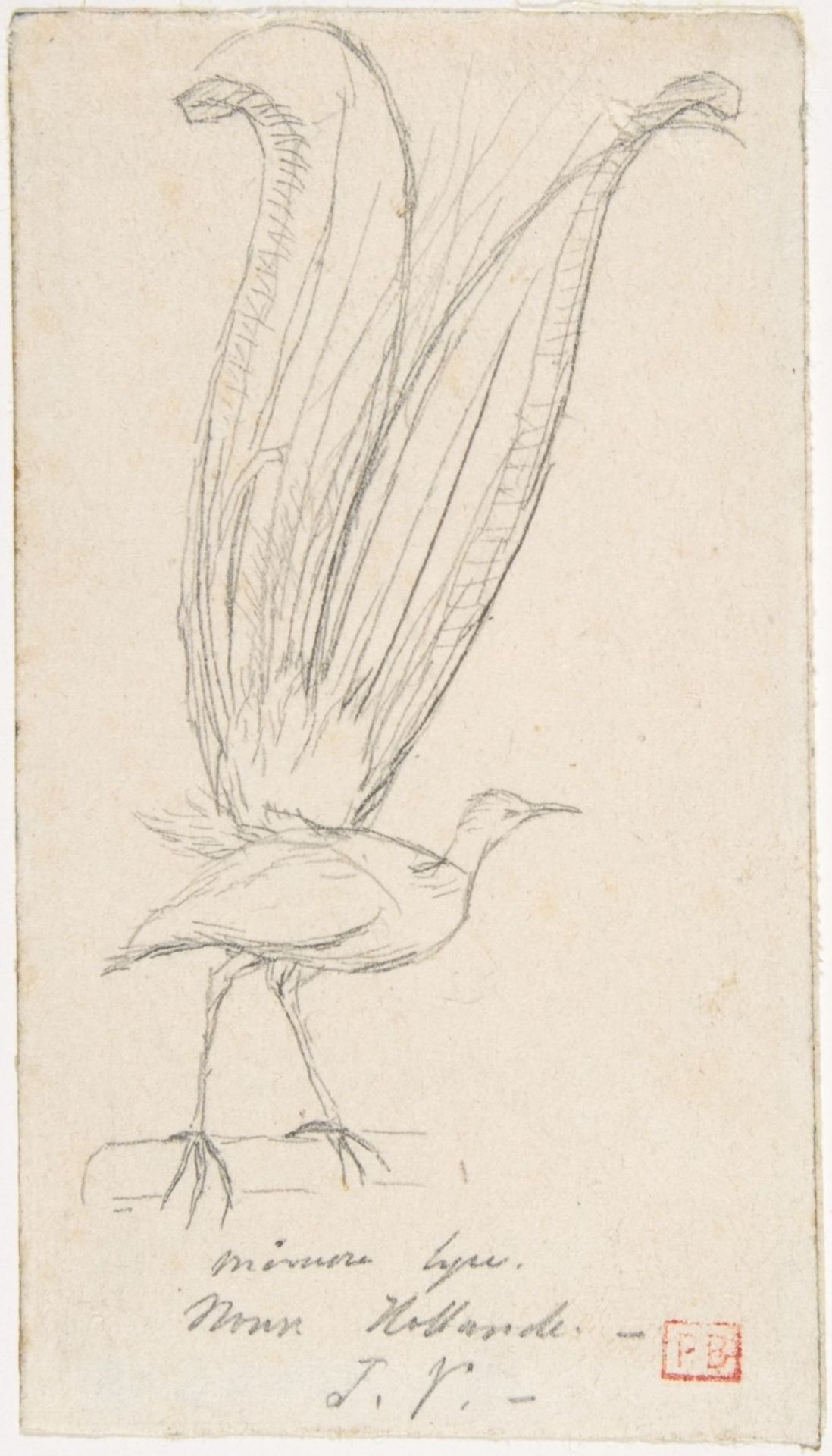 A Lyre Bird by Charles Meryon