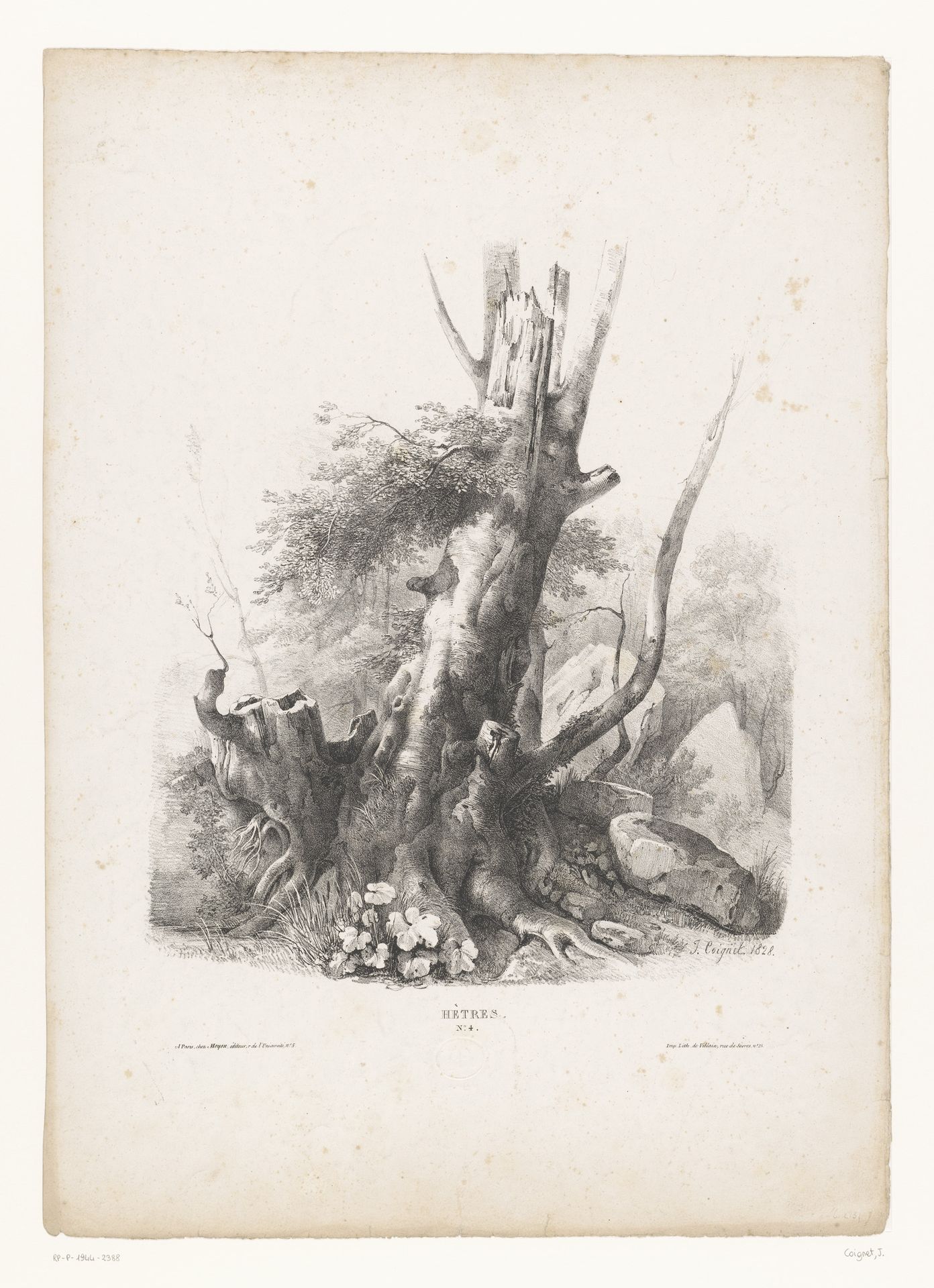 Beuk in een rotslandschap by Jules Coignet