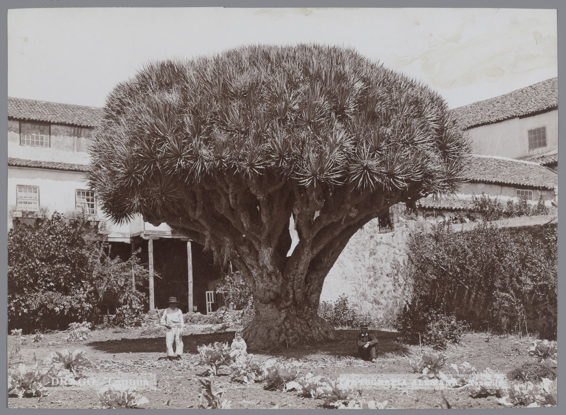 Drie personen onder een drakenbloedboom, Tenerife by Fotografia Alemana