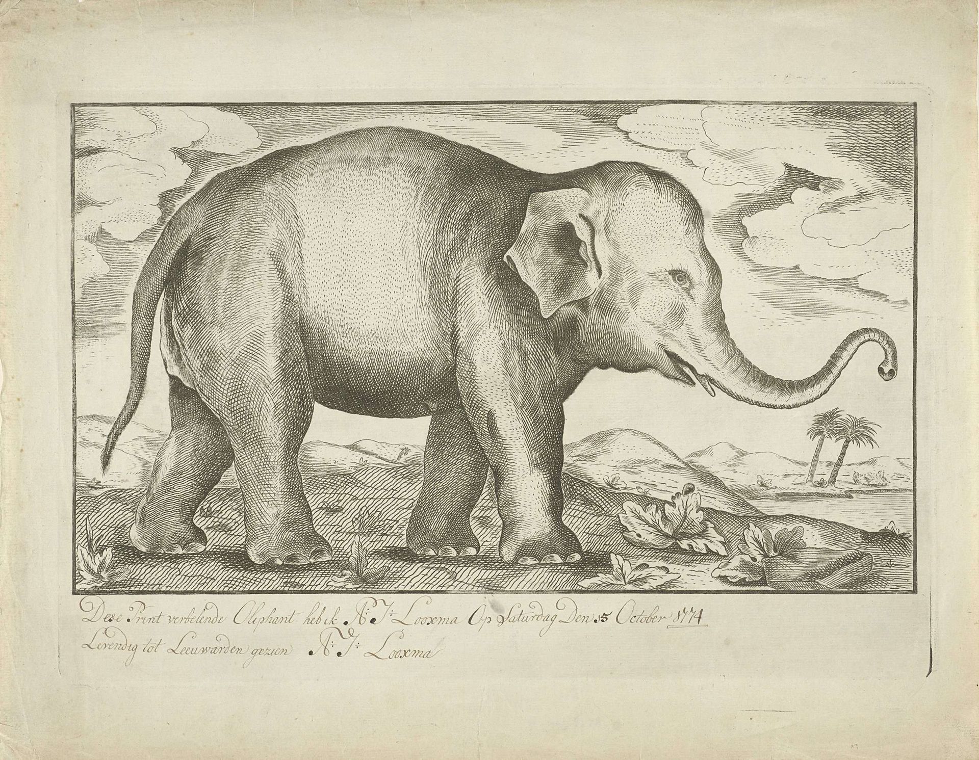 Olifant by A.J. Looxma