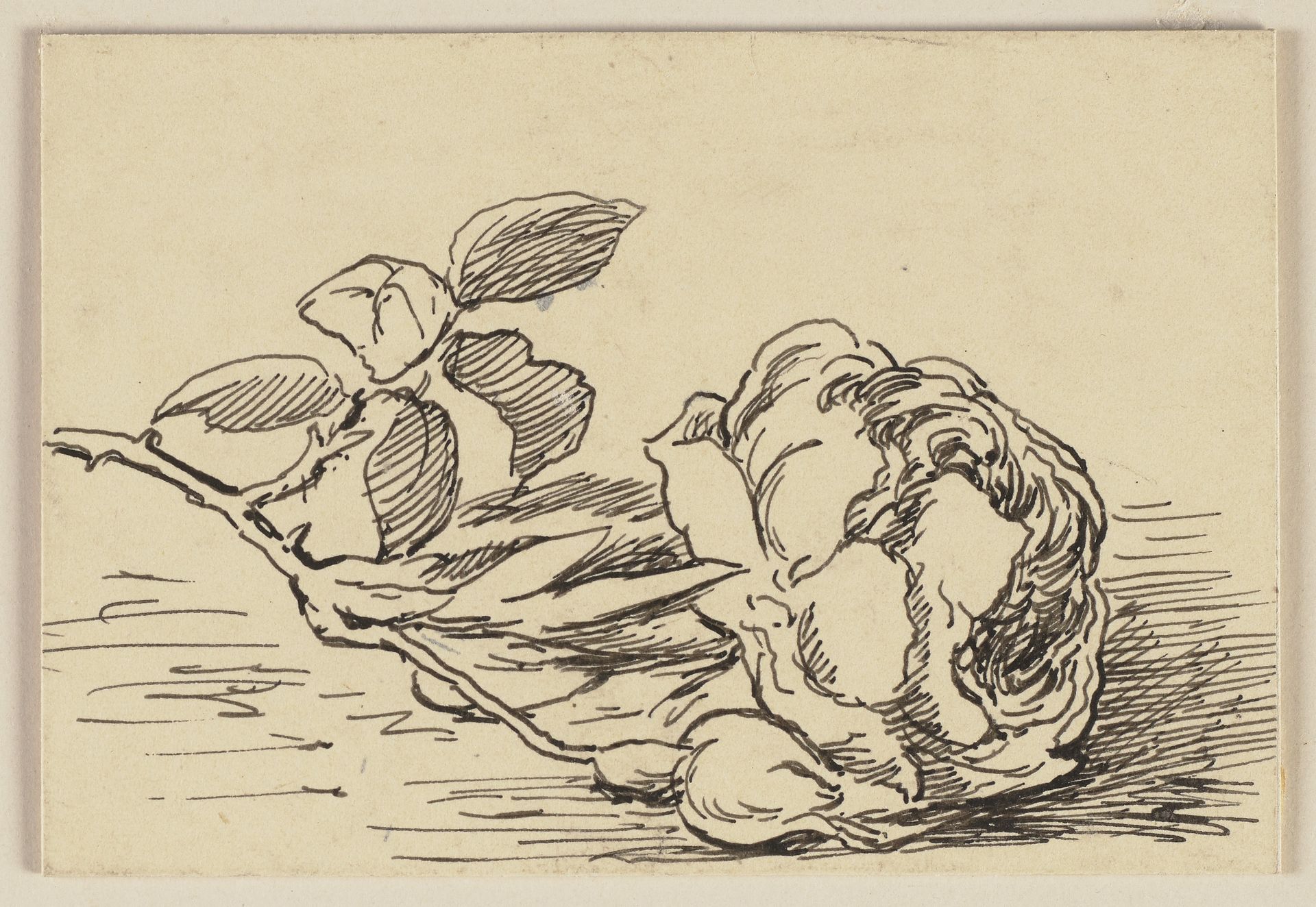 Drawing for the primer_ Rose by Hans Thoma