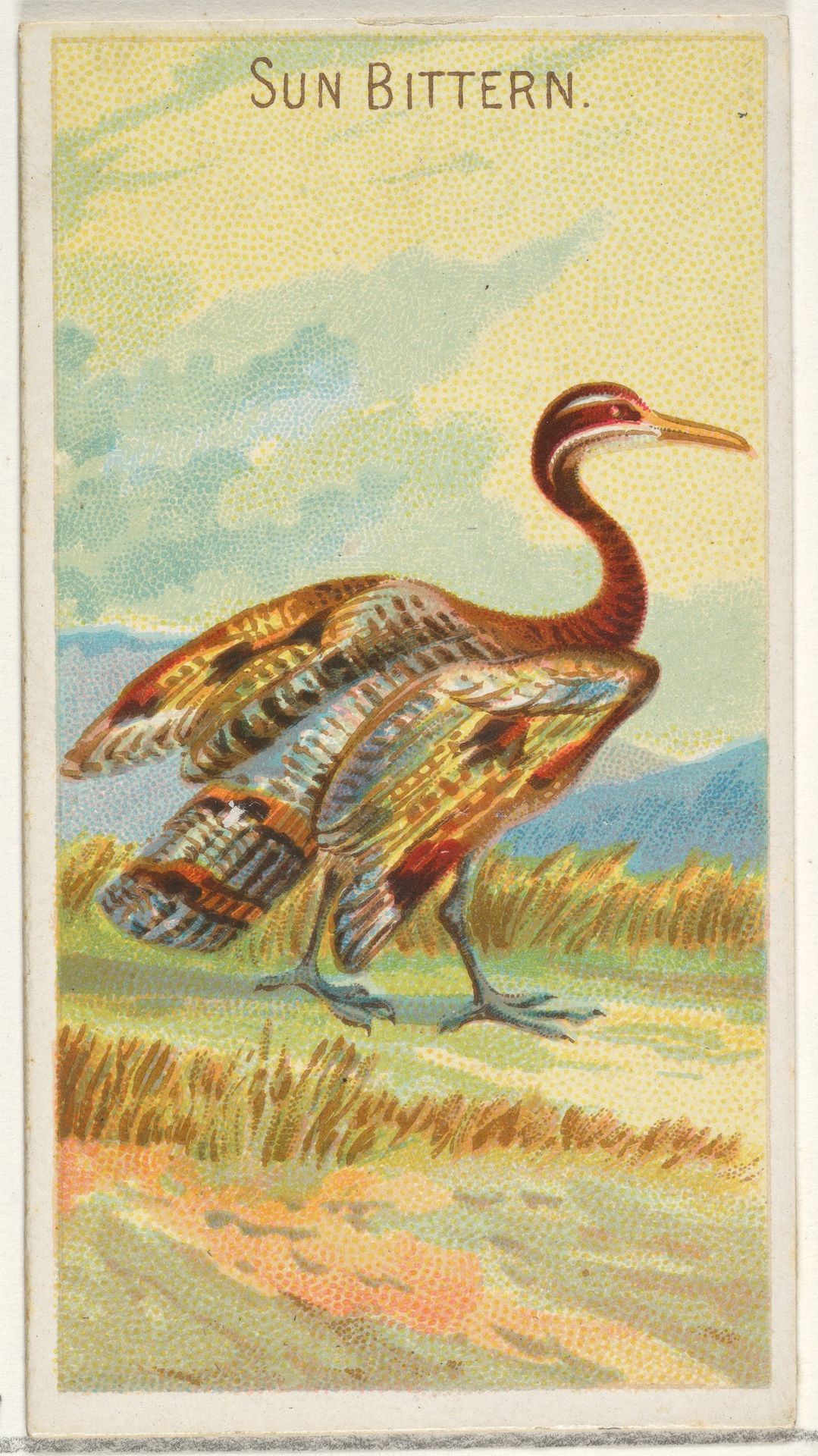 Sun Bittern, from the Birds of the Tropics series (N5) for Allen & Ginter Cigarettes Brands by Allen & Ginter