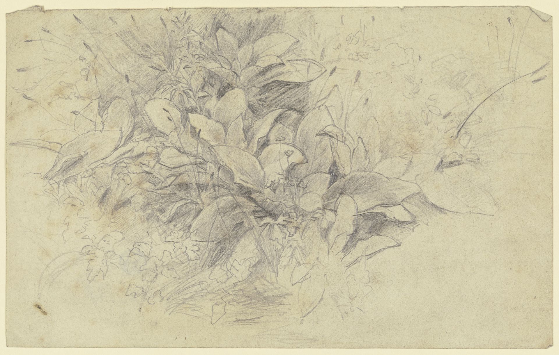 Study of plants by Otto Scholderer