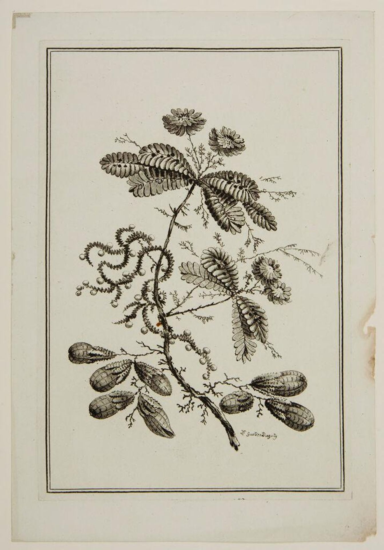 Ideal Flowers: sprig with 4 small blooms, 8 large buds and 10 fern-like leaves. Chinoiserie floral print design, Louis XVI period, late 18th century. Indienne fabric pattern, Oberkampf printworks at Jouy by Arnauld-Ãloi Gautier D'Agoty