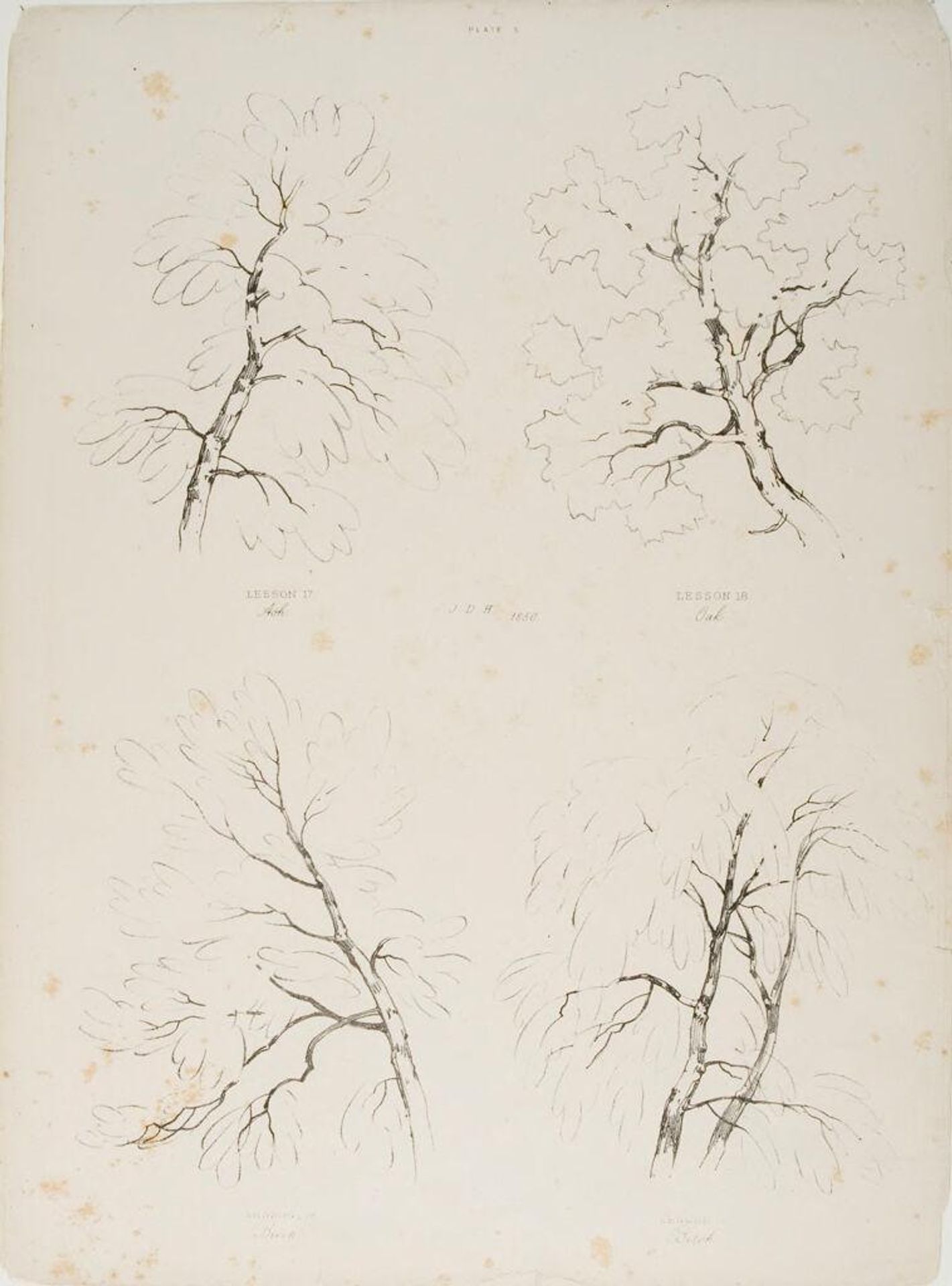 Ash, Oak, Beech and Birch by James Duffield Harding