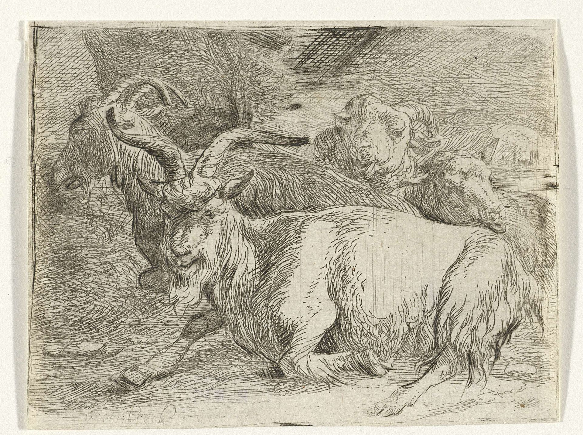 Twee geiten en twee schapen by Jan van Ossenbeeck