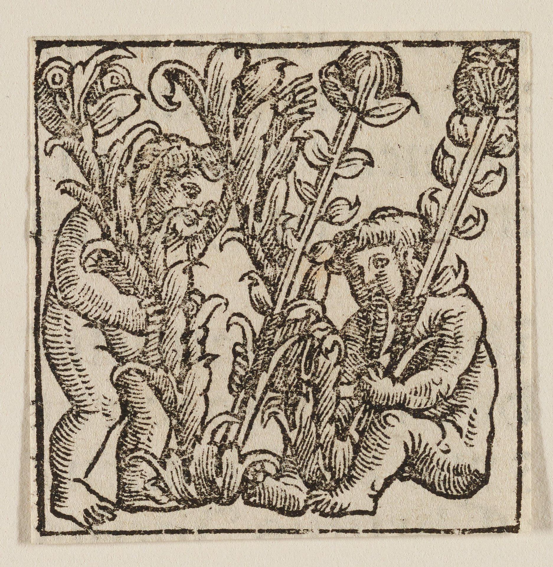 Ornamental Initial W by Georg Lemberger