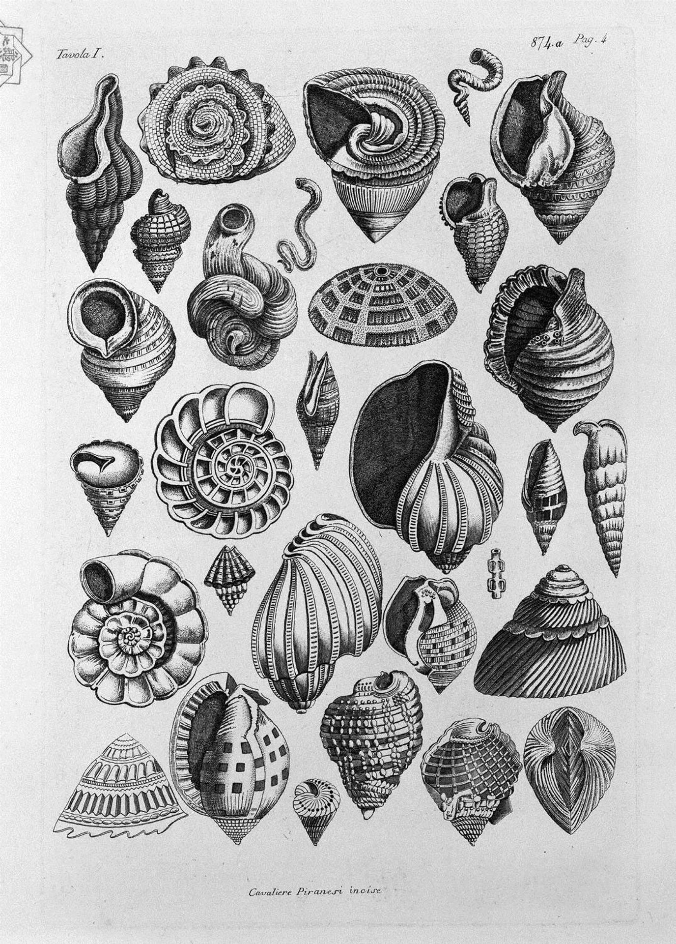Various shells taken from the real by Giovanni Battista Piranesi