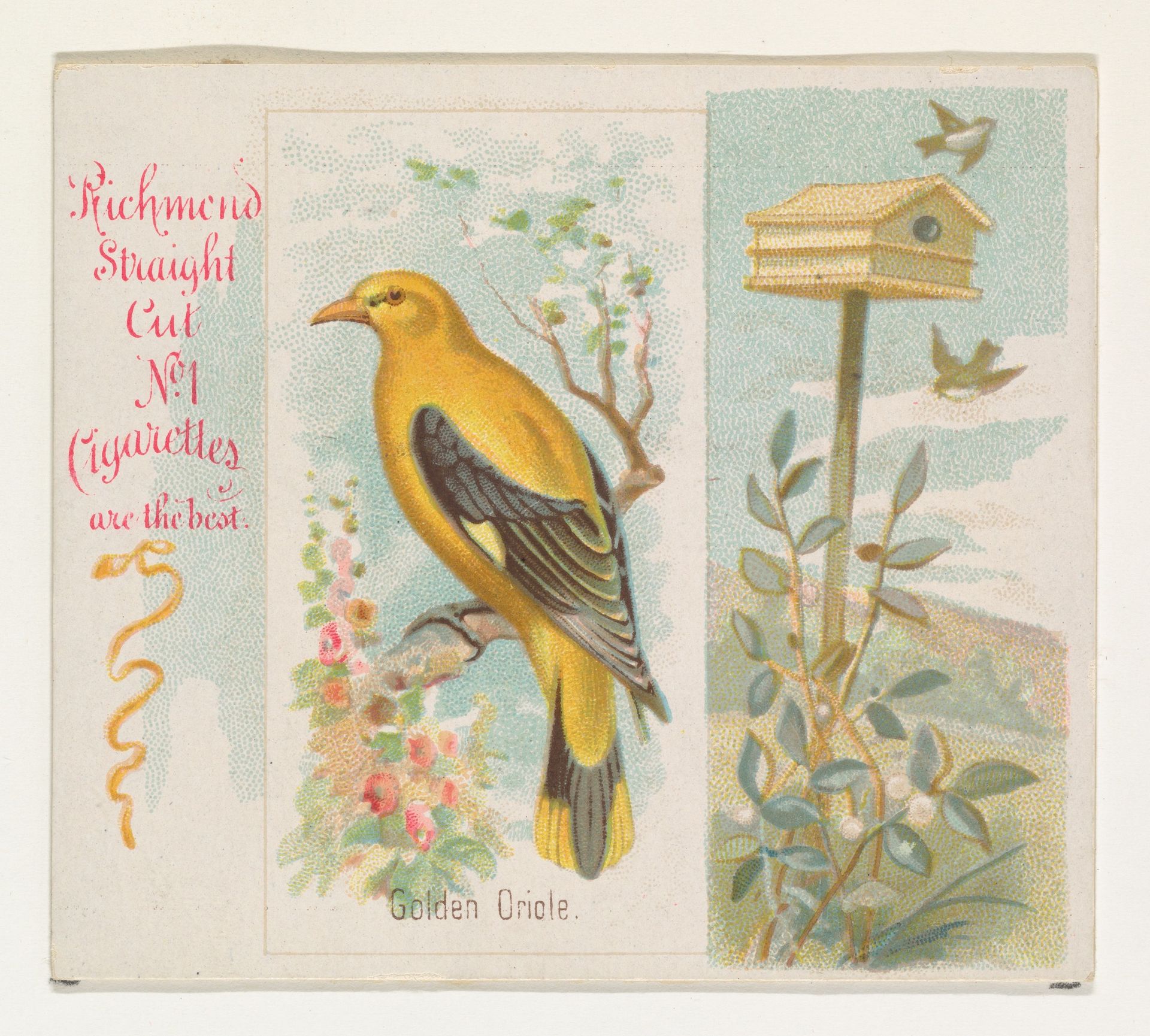 Golden Oriole, from the Song Birds of the World series (N42) for Allen & Ginter Cigarettes by Allen & Ginter