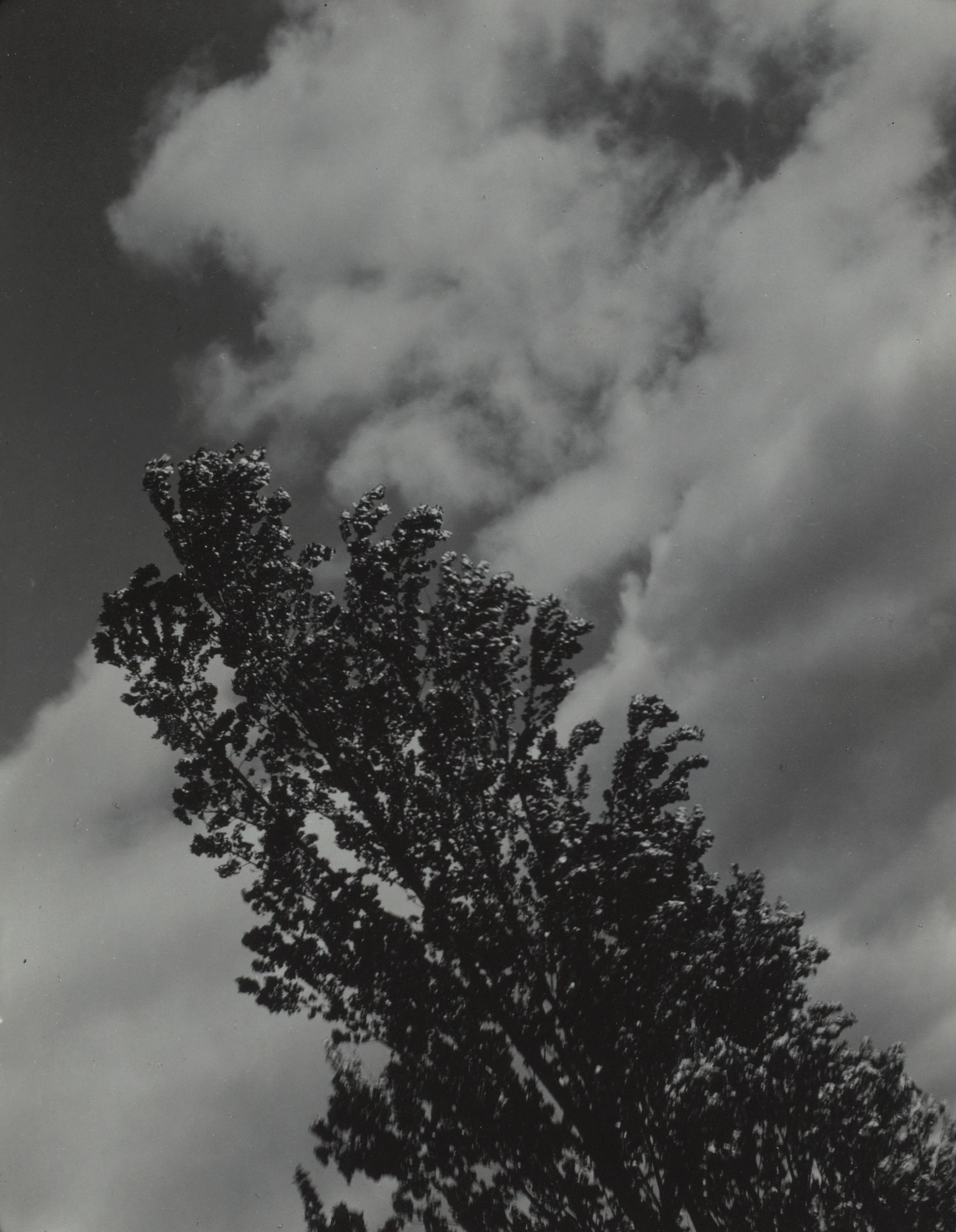 Songs of the Sky and Trees by Alfred Stieglitz