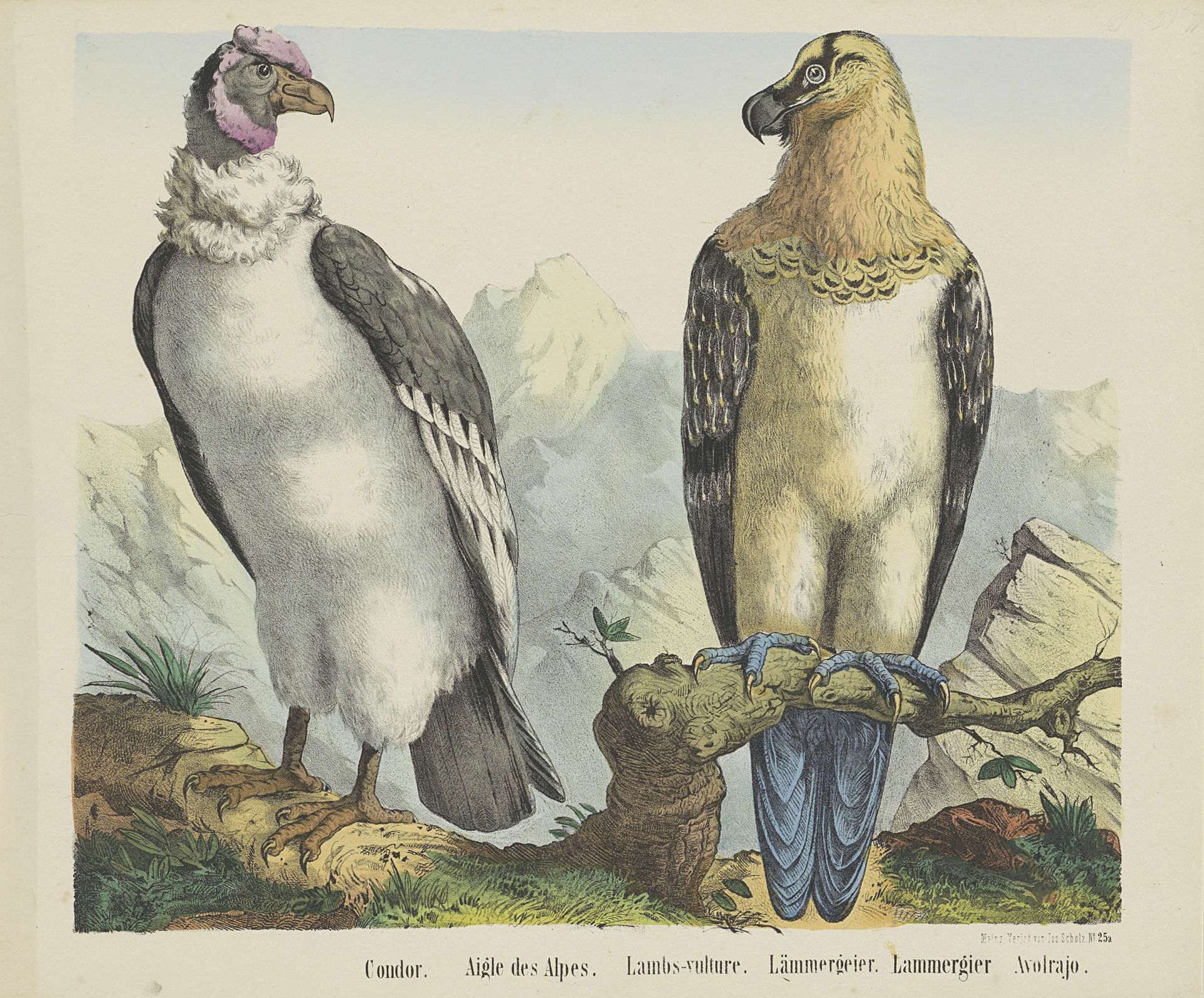 Condor. / Aigle des Alpes. / Lambs-vulture. / Lämmergeier. / Lammergier / Avolrajo by firma Joseph Scholz