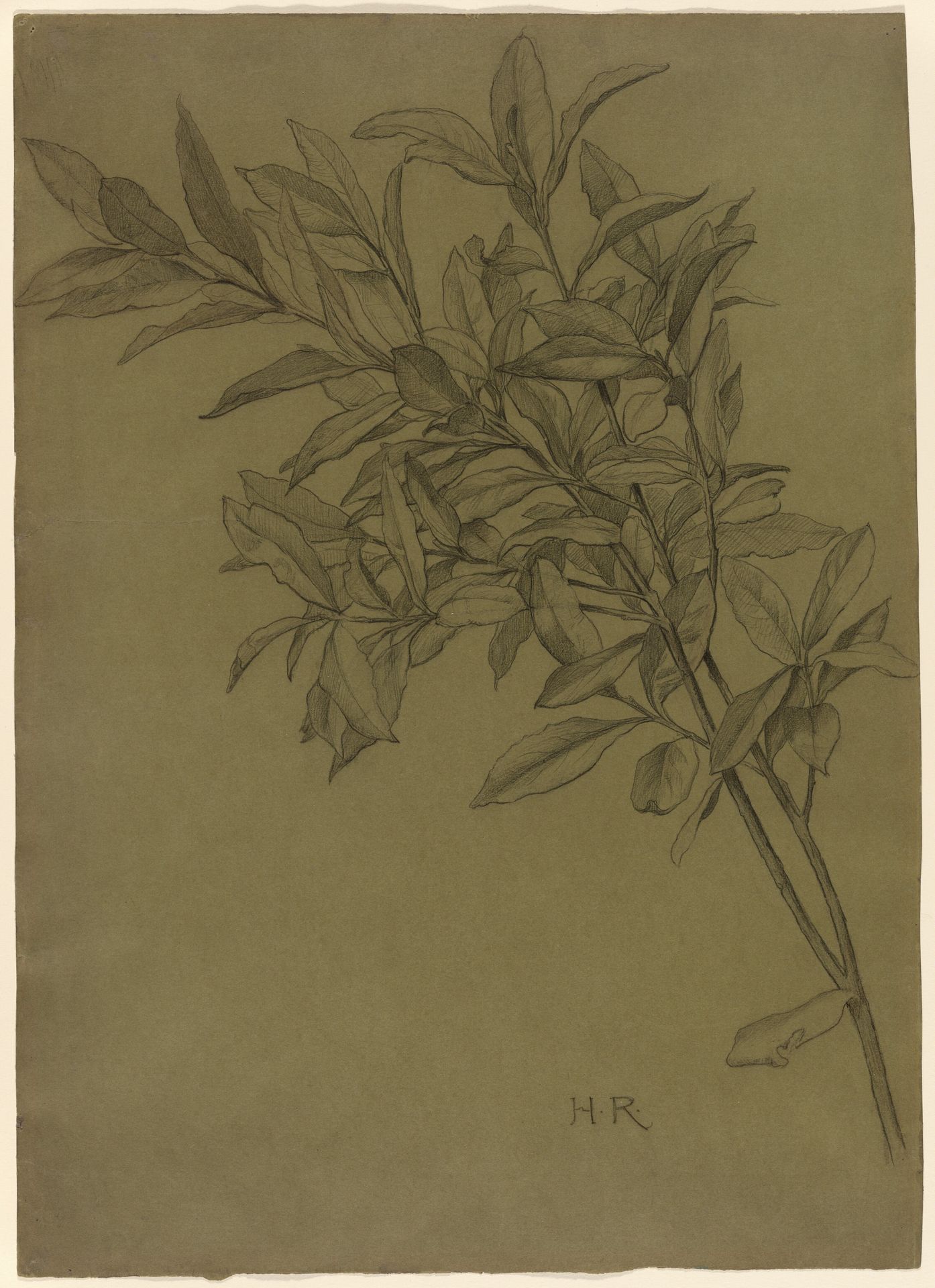 Study of Bay Leaves by Henry Ryland