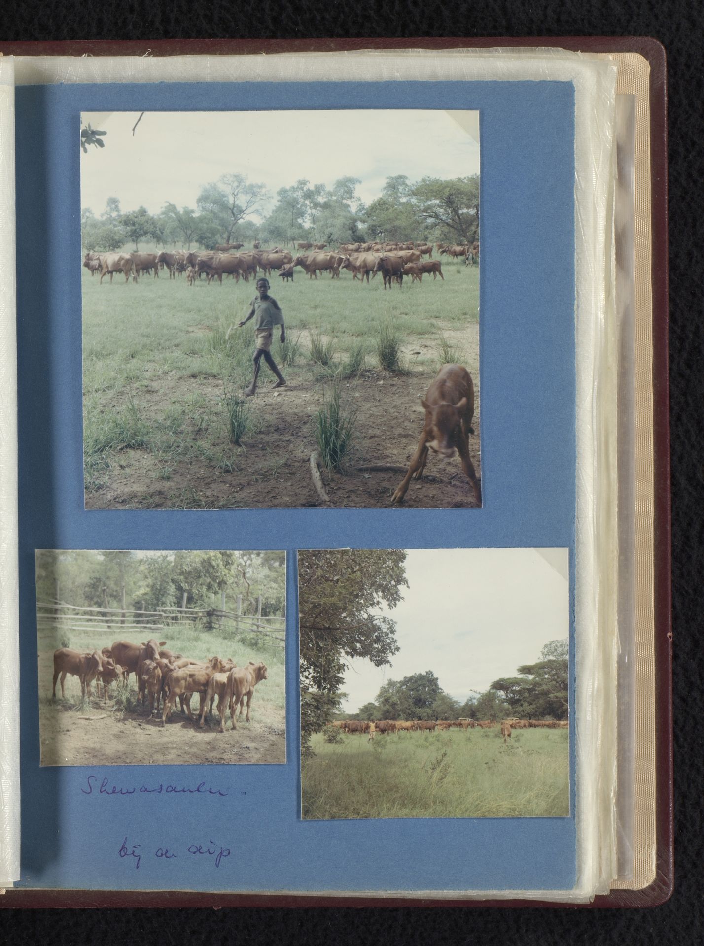 Kudde Afrikaner rundvee bij Shewasaulu, Zuid-Afrika by Willem Jacob van den Berg
